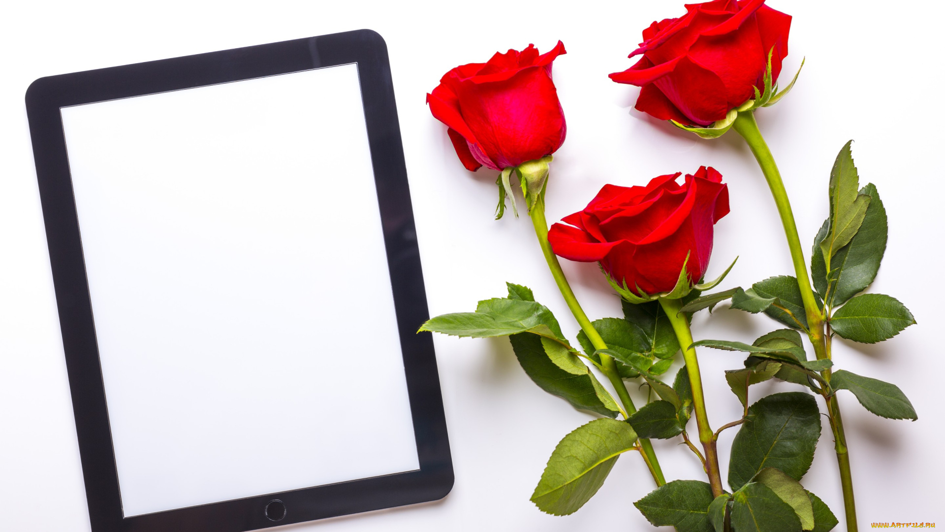 цветы, розы, red, roses, flowers, букет, планшет