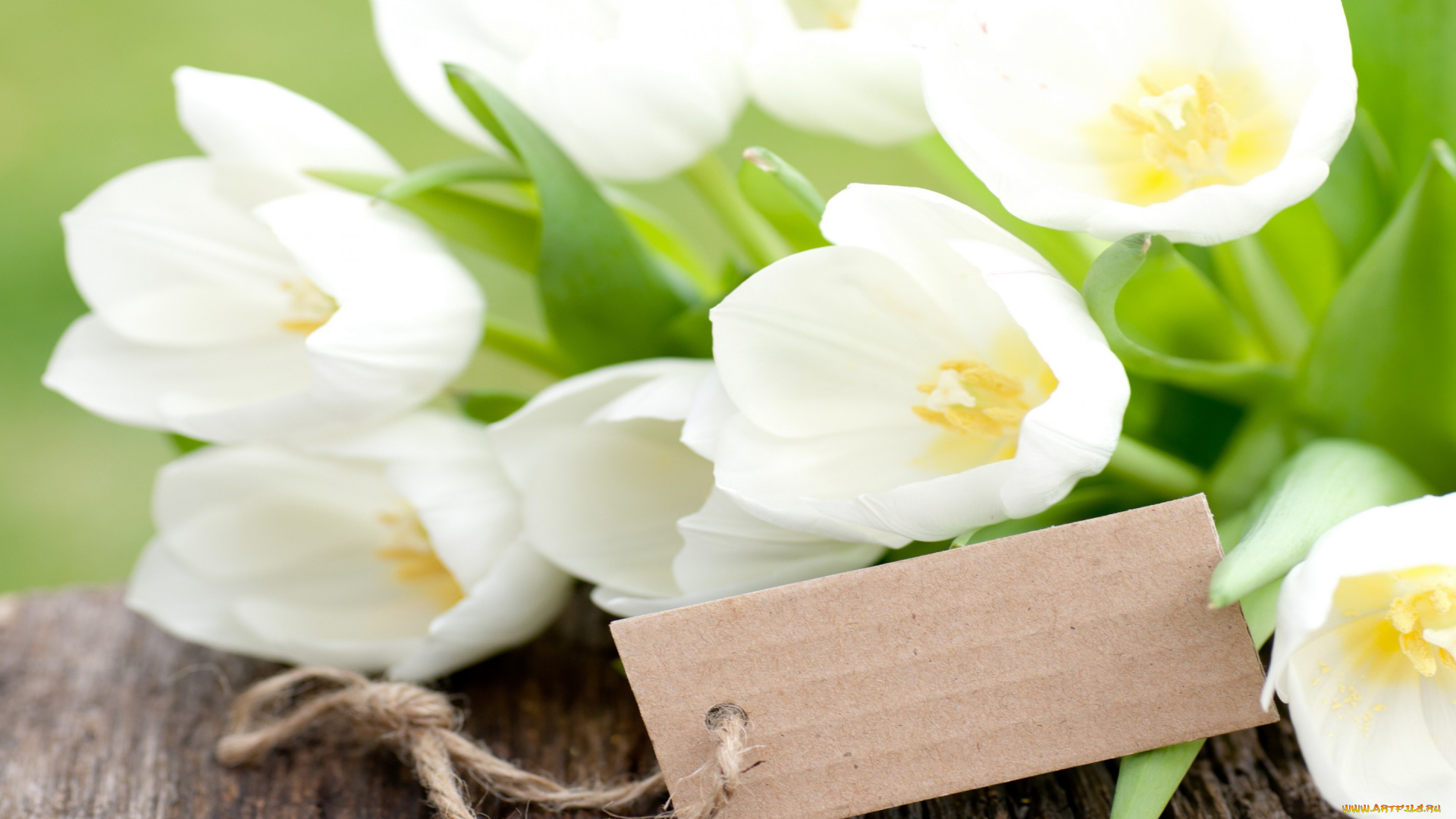 цветы, тюльпаны, flowers, white, букет