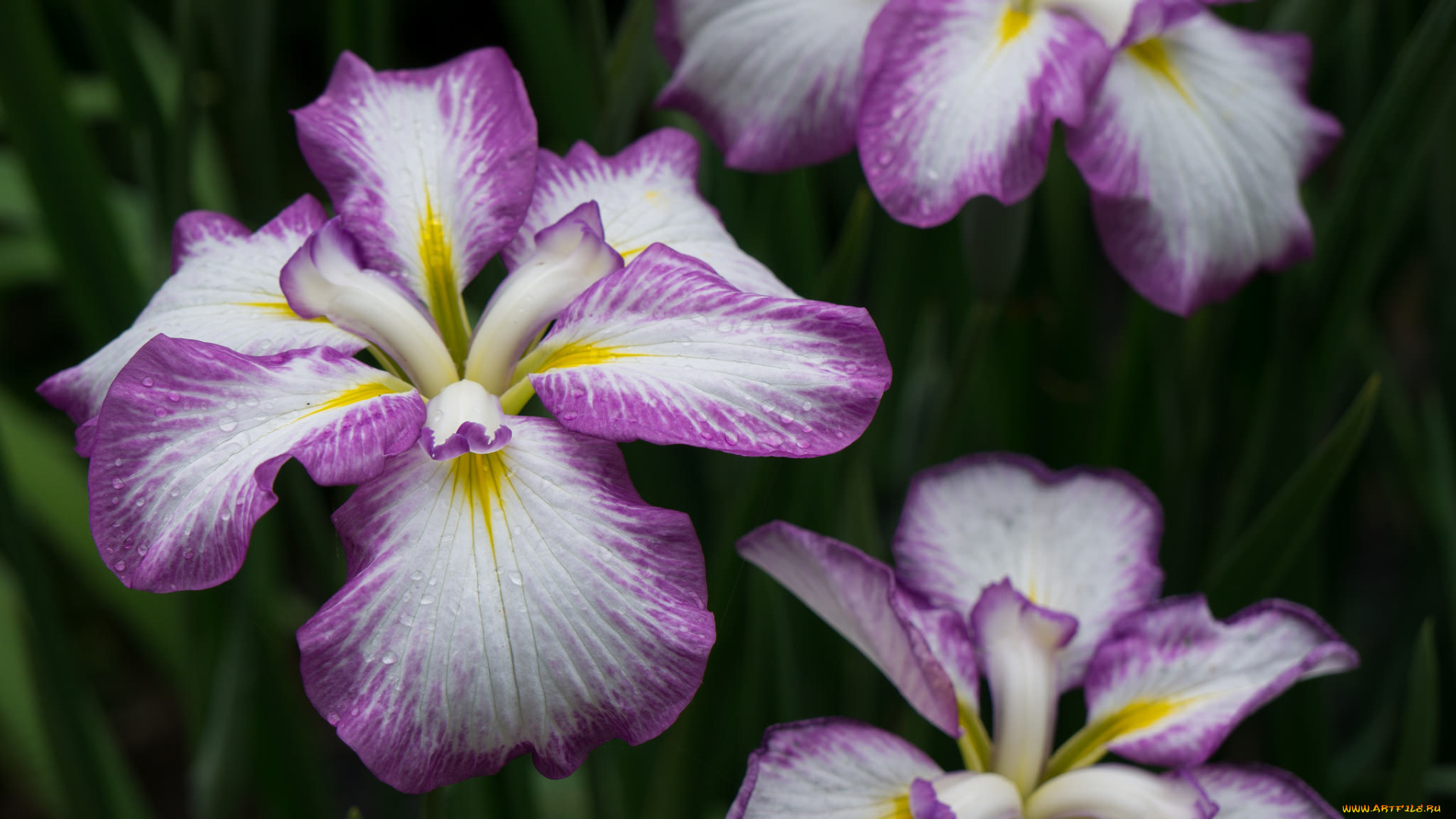 iris, цветы, ирисы, ирис