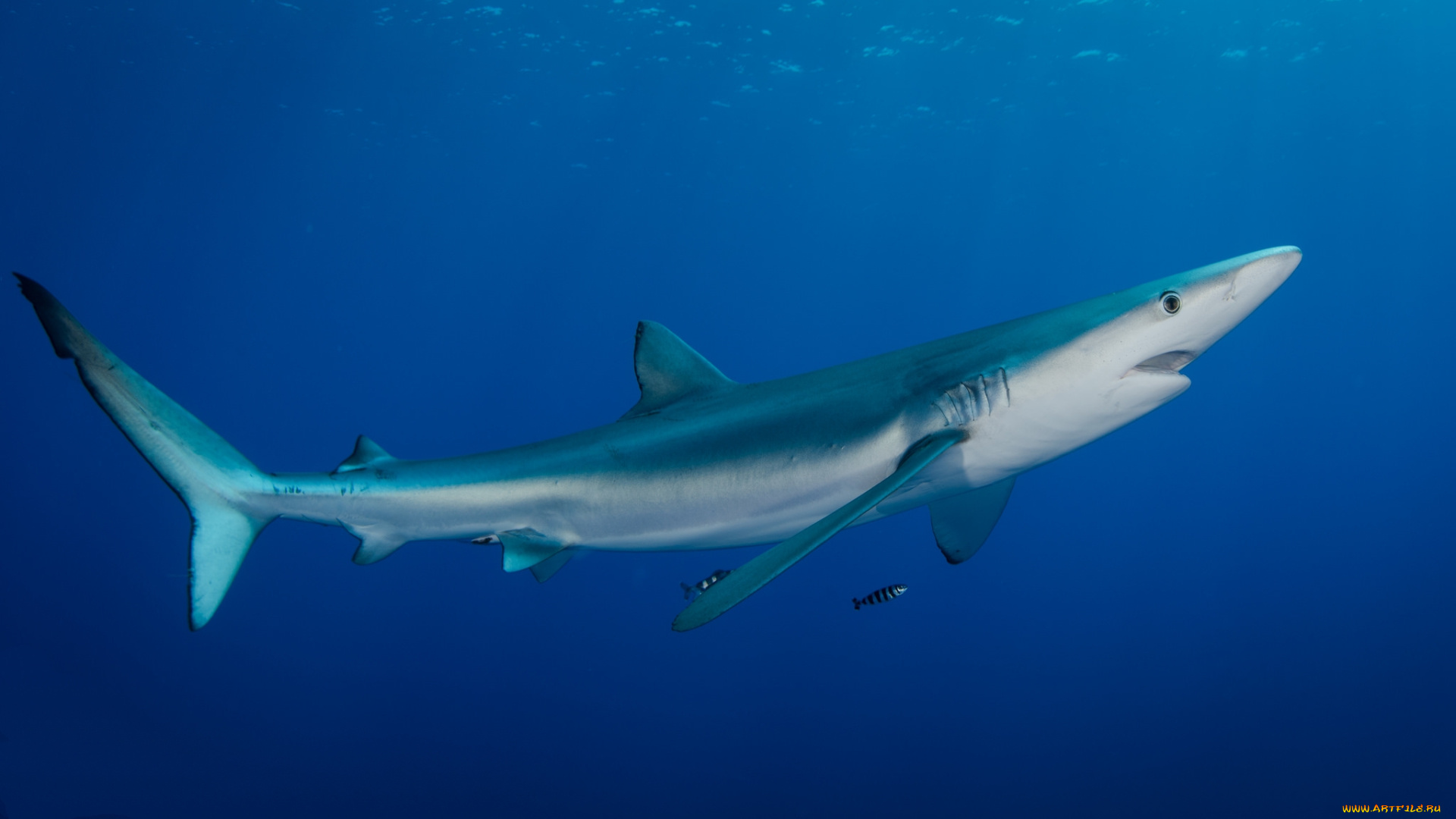 животные, акулы, океан, акула