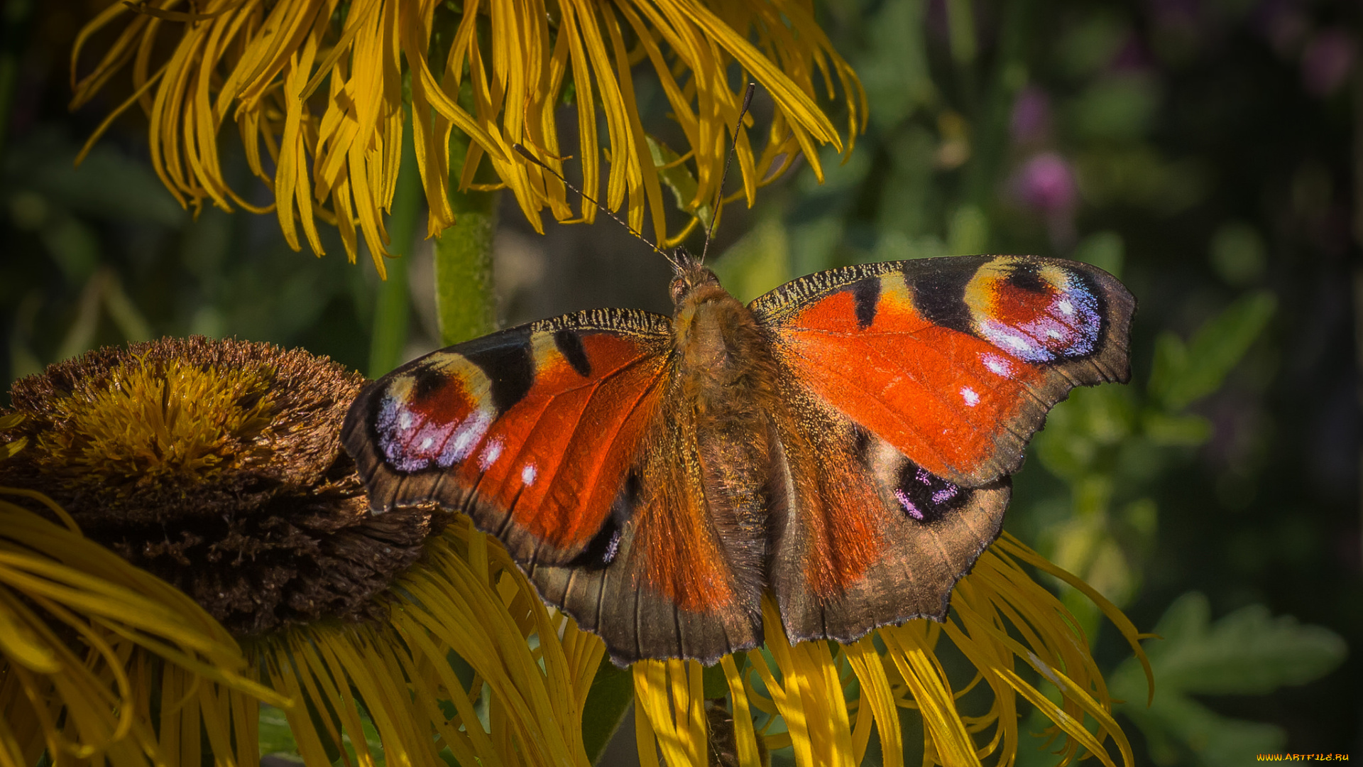 животные, бабочки, , мотыльки, , моли, усики, крылья, бабочка, фон, насекомое, травинка, макро
