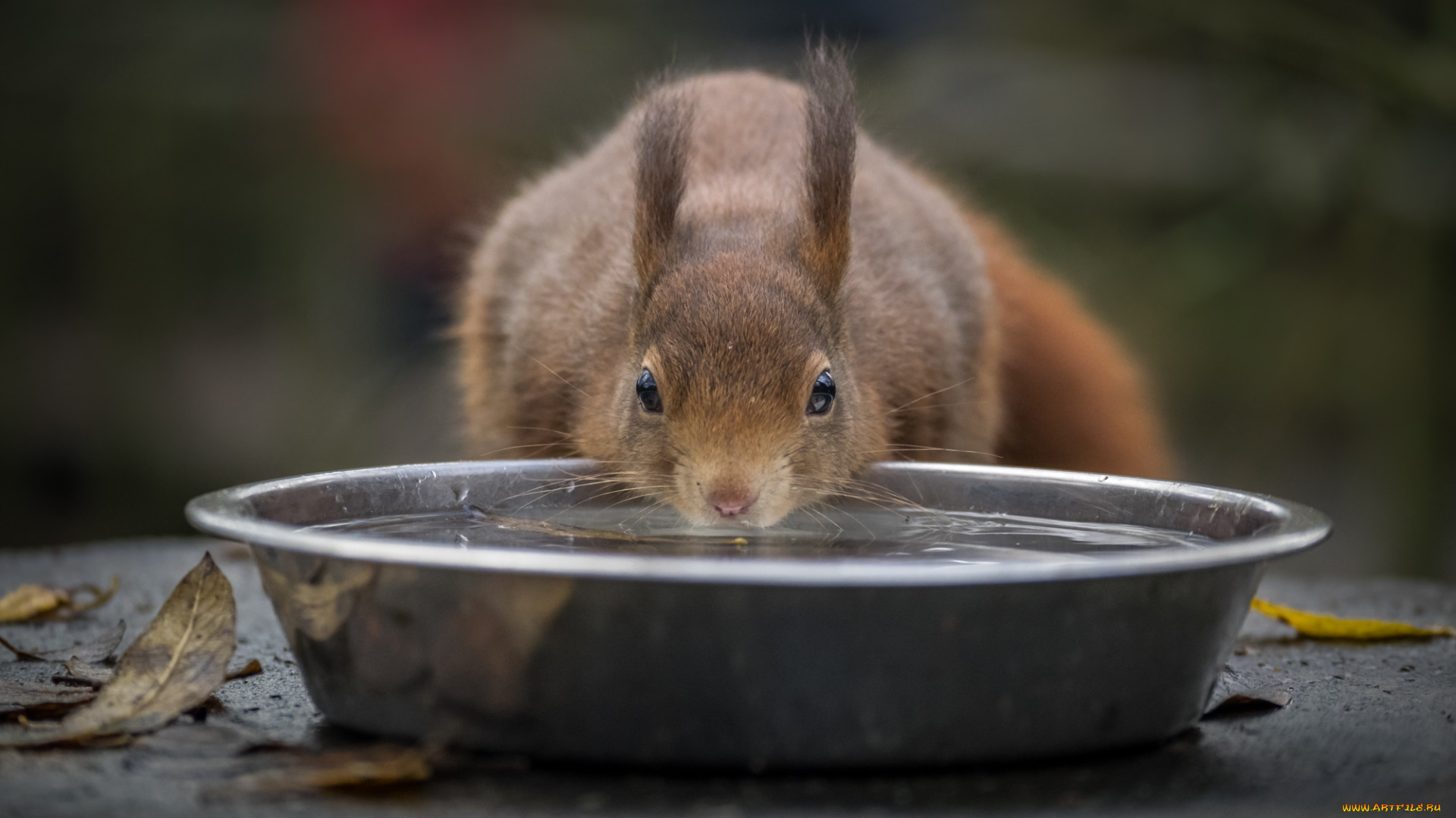 животные, белки, белка