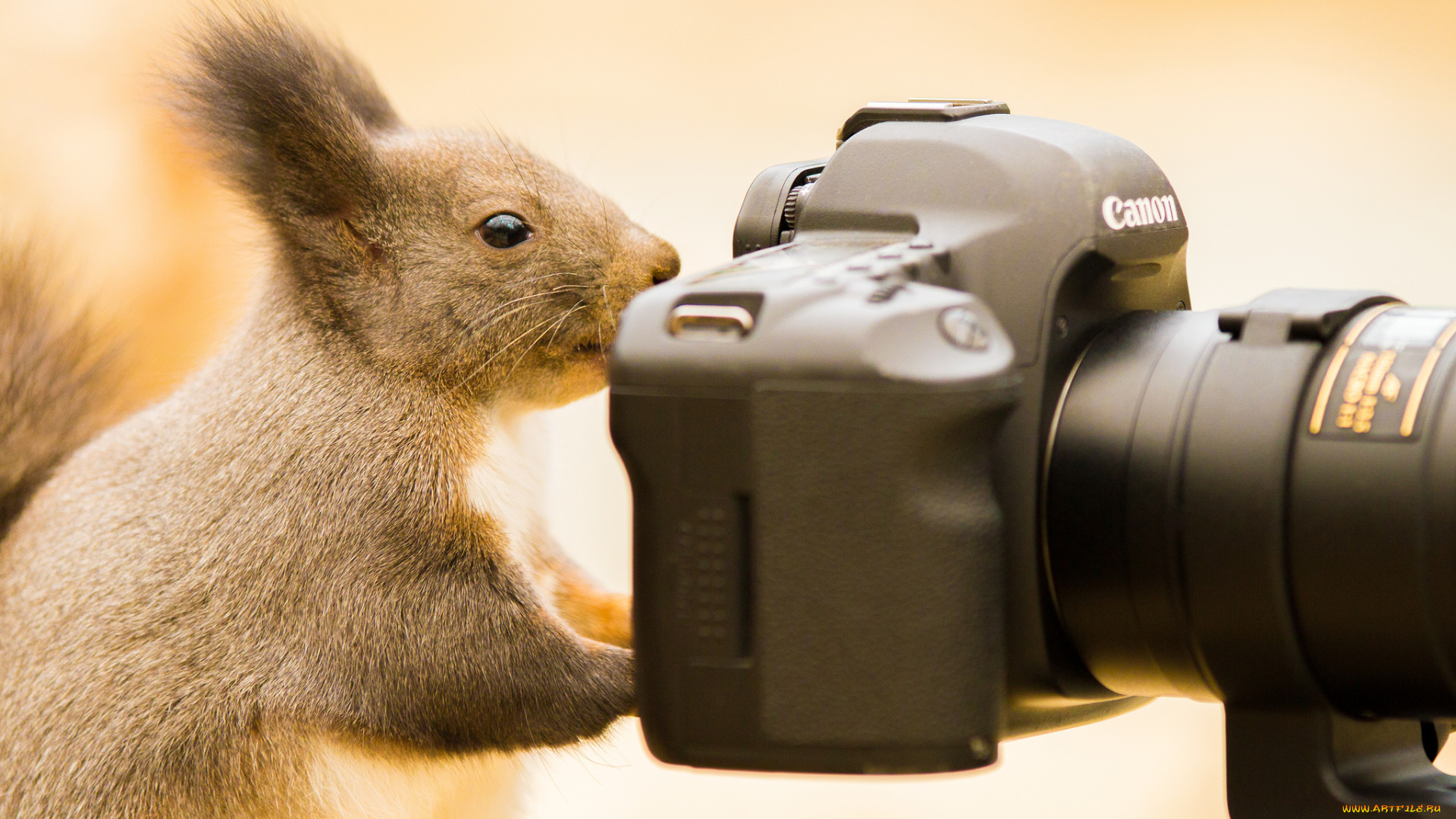 животные, белки, белка, фотоаппарат
