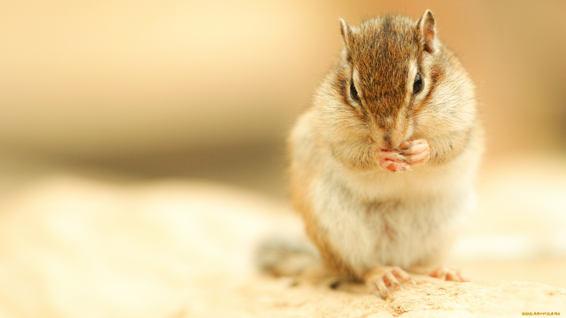 животные, бурундуки, бурундук