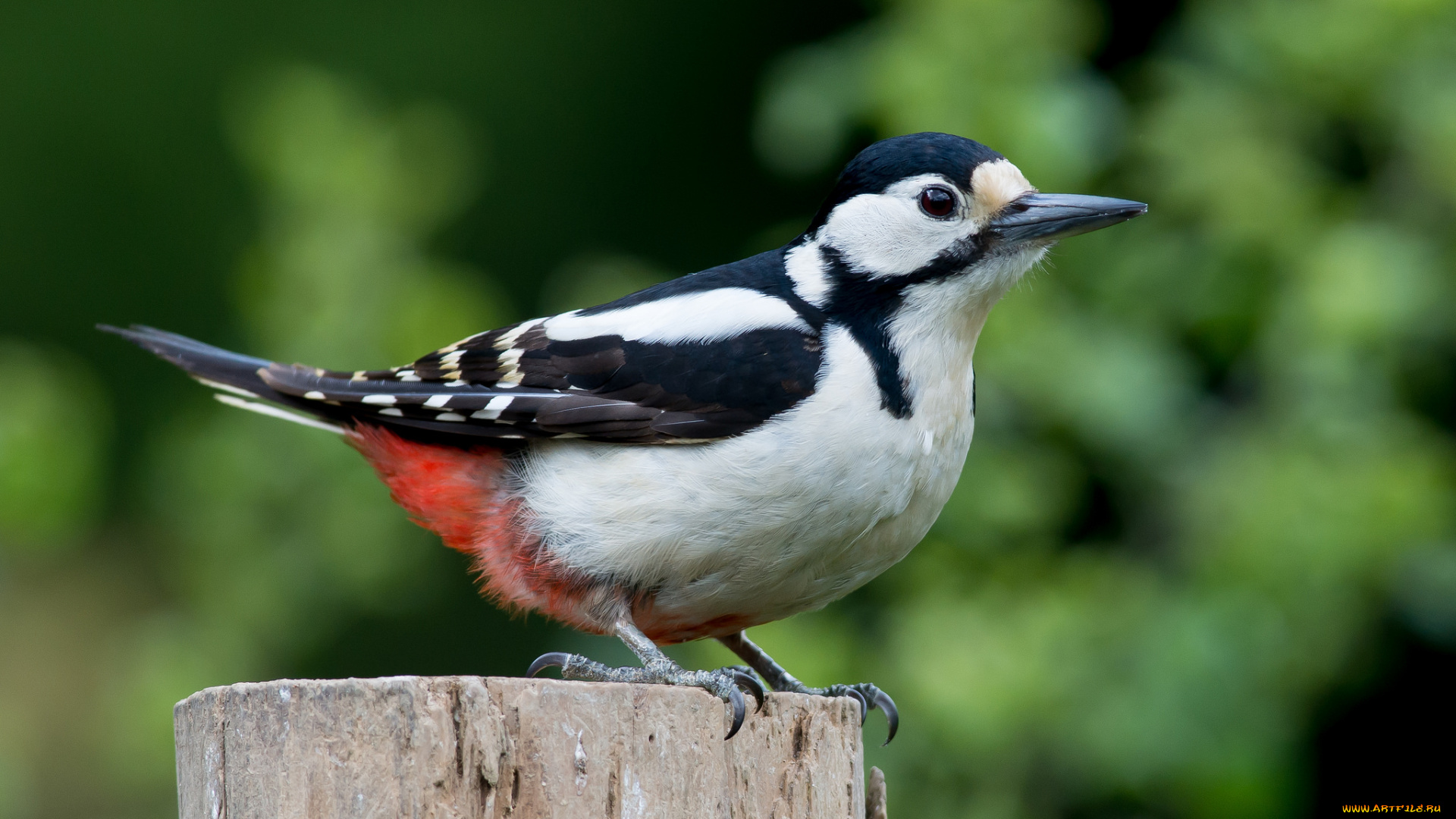 животные, дятлы, дятел