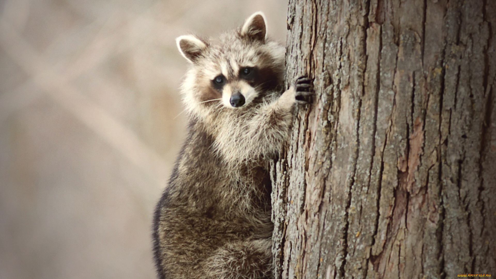 животные, еноты, енот