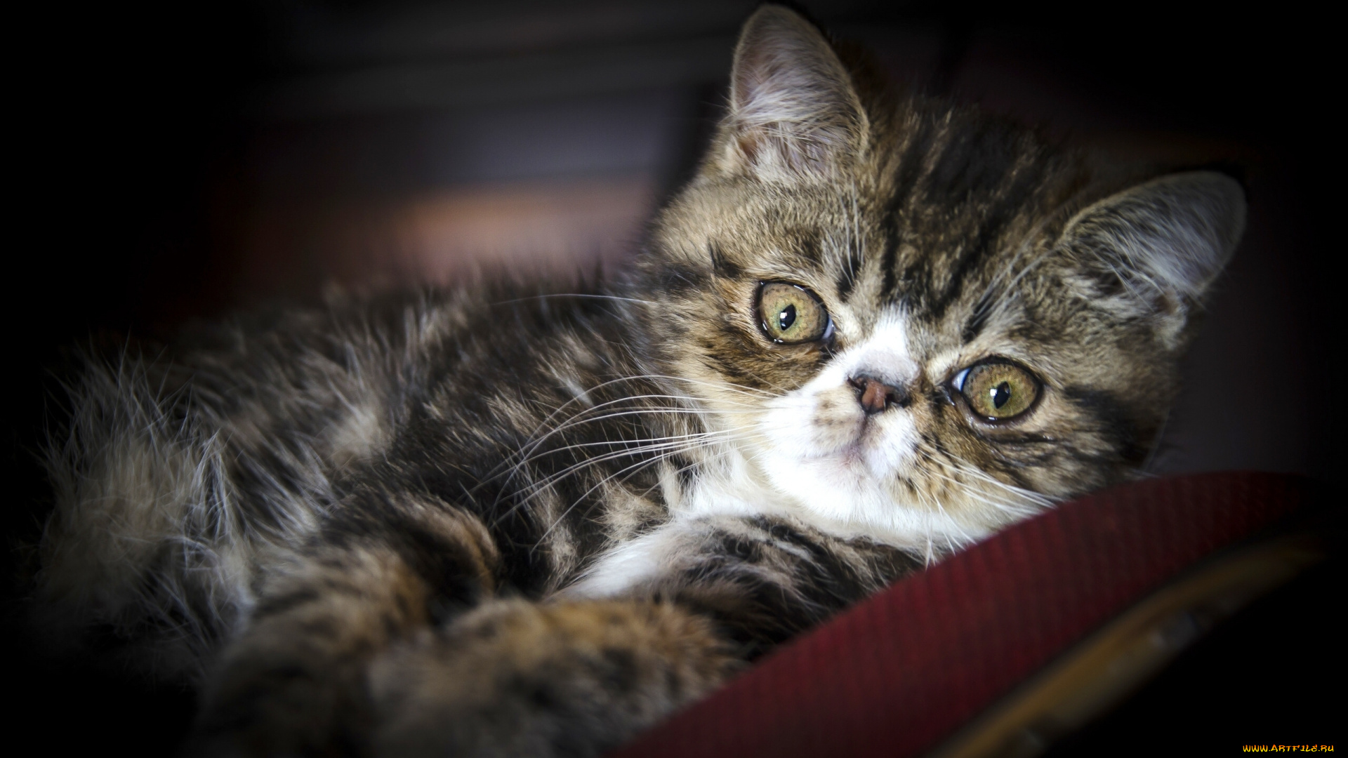 животные, коты, экзотическая, кошка, экзот, взгляд