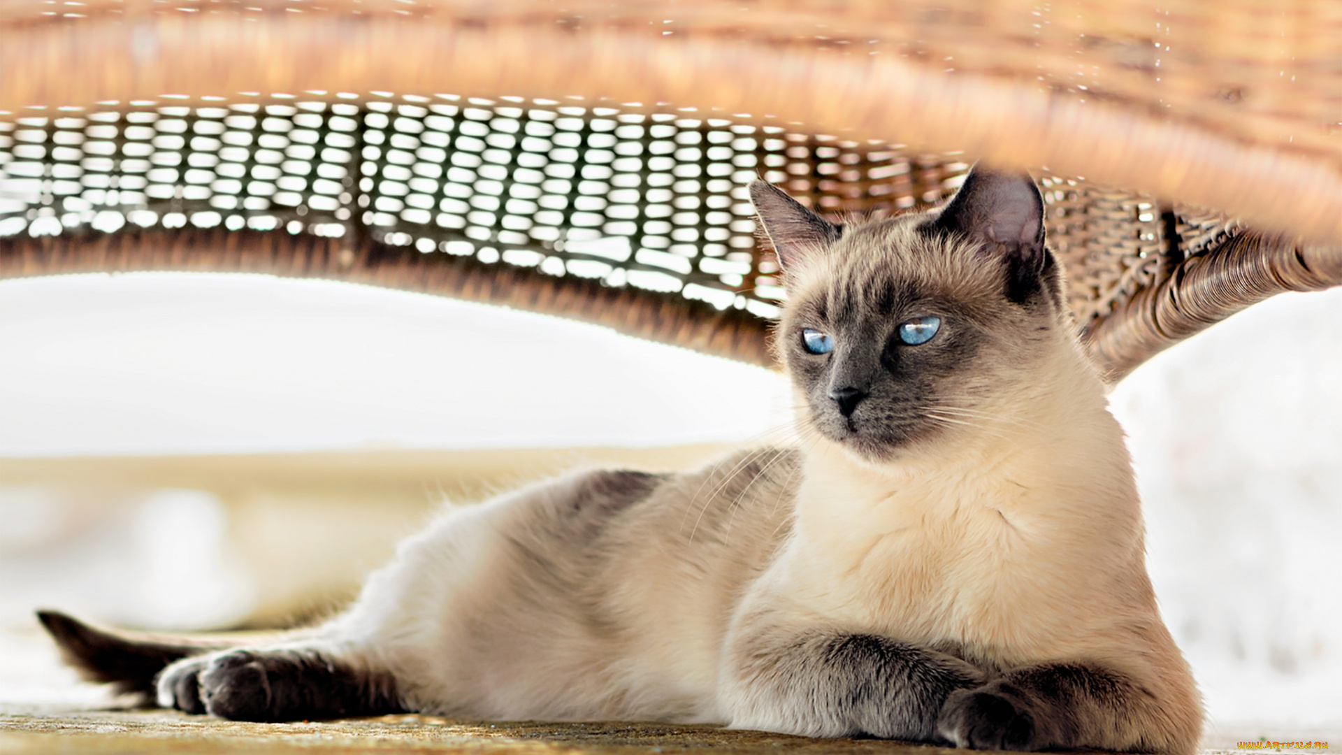 животные, коты, киса