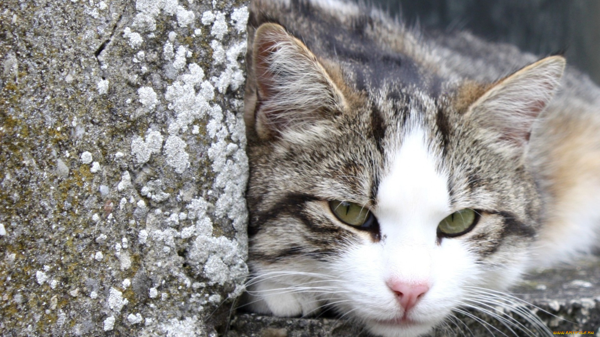 животные, коты, кот, улица, камни, отдых