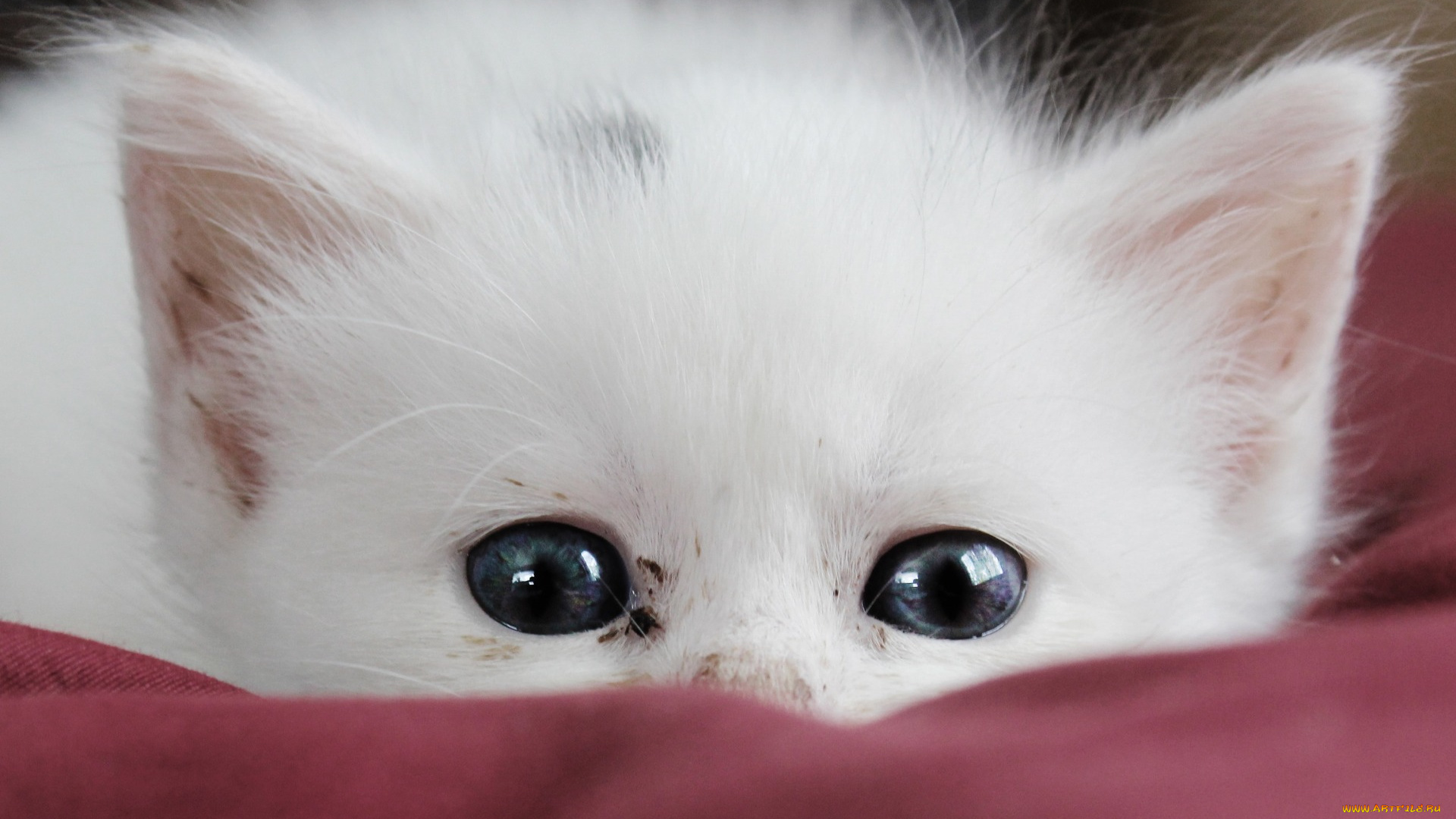 животные, коты, котенок, кот, белый, прячется