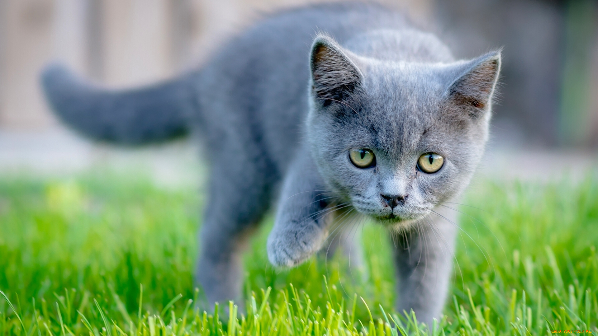 животные, коты, котёнок, взгляд, трава