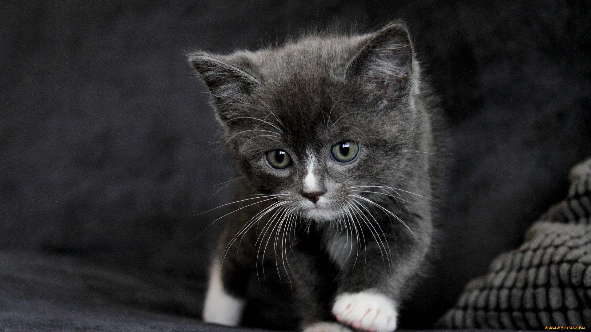 животные, коты, малыш, котёнок, кошка