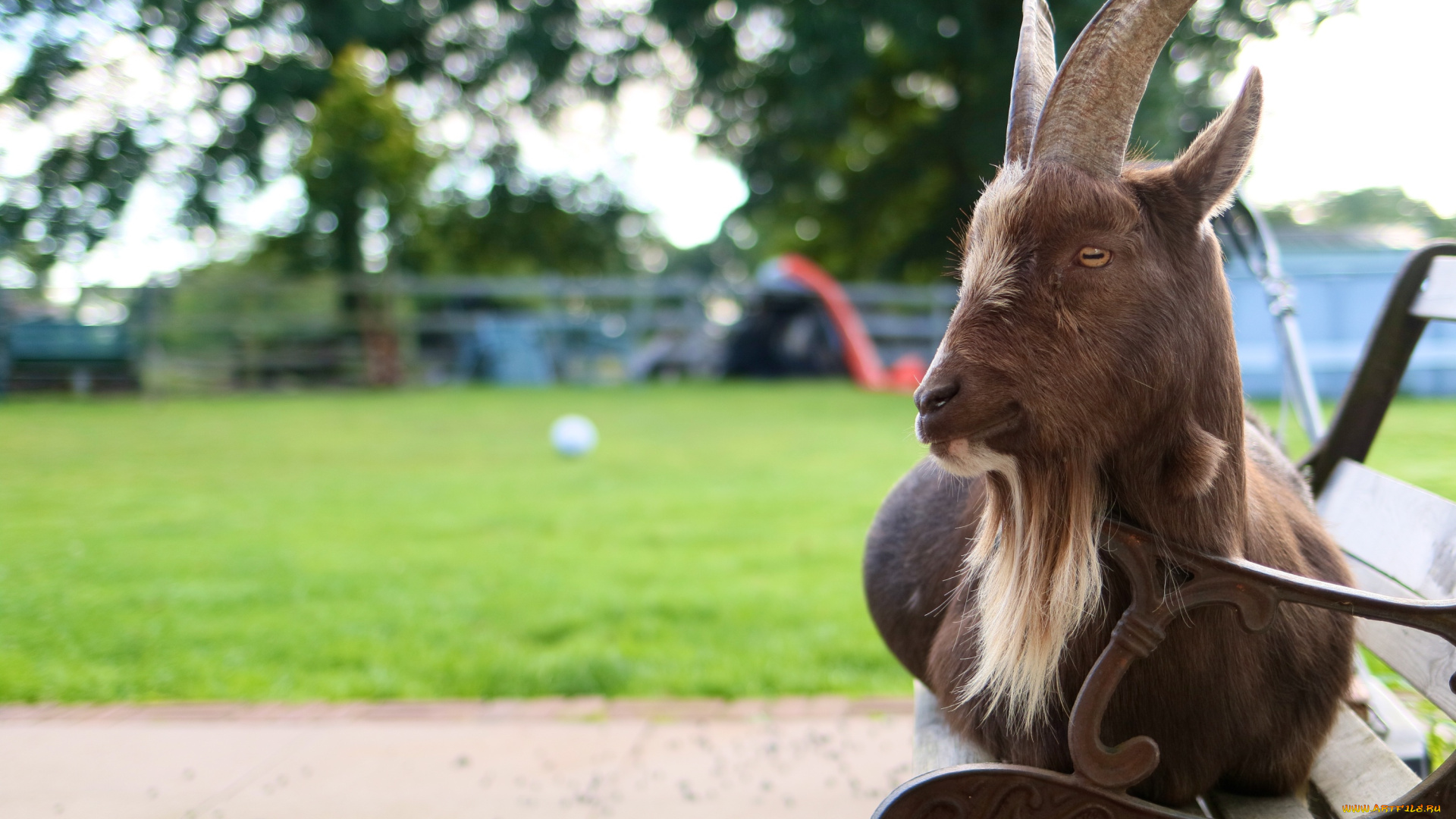 животные, козы, лавочка, коза, скамья