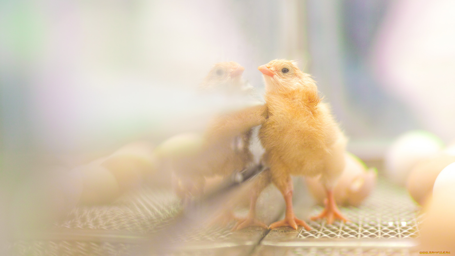 животные, куры, , петухи, цыплёнок