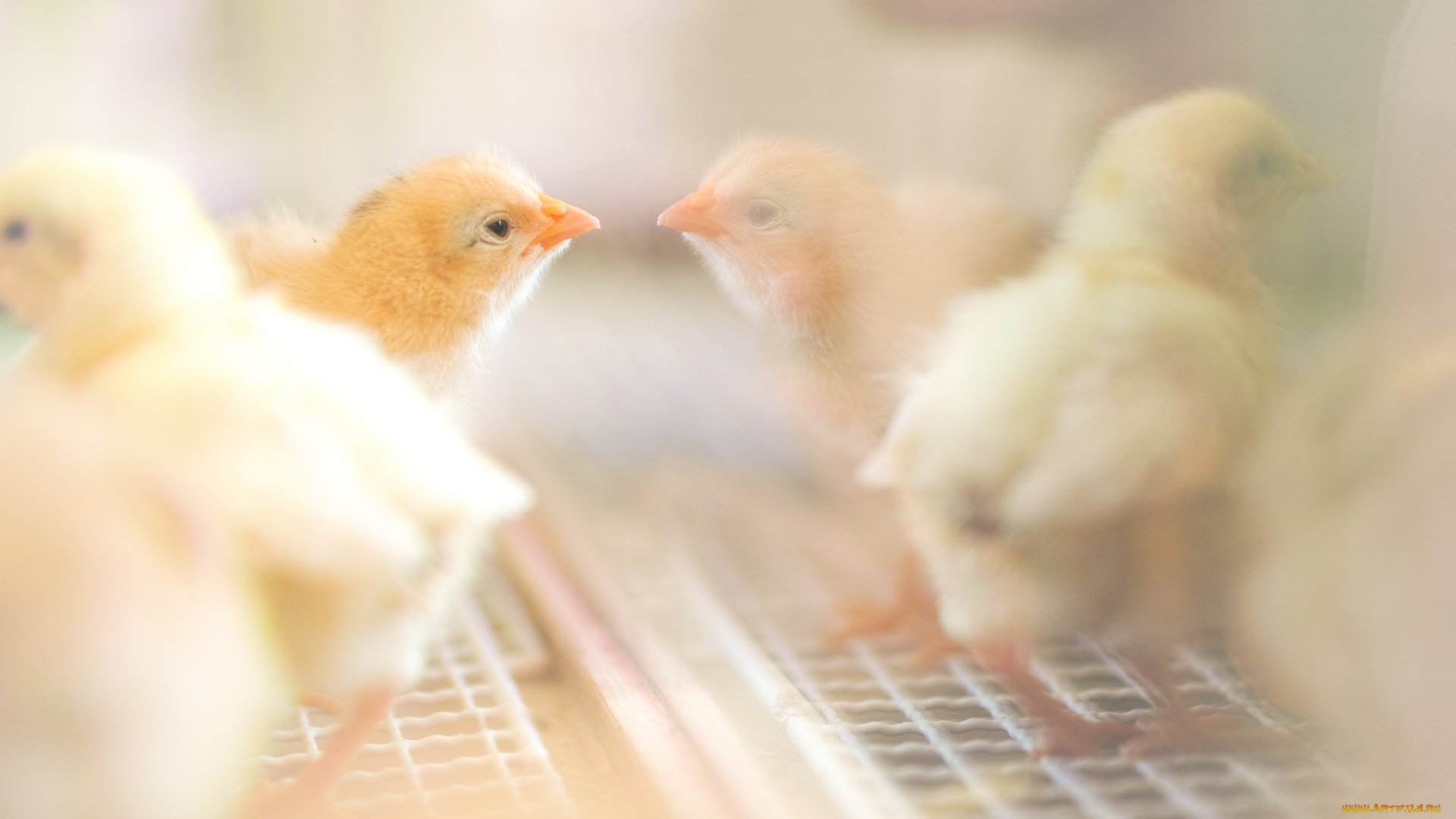 животные, куры, , петухи, цыплёнок