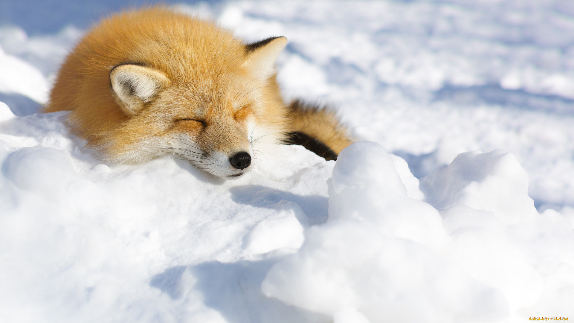 животные, лисы, лиса, снег, взгляд