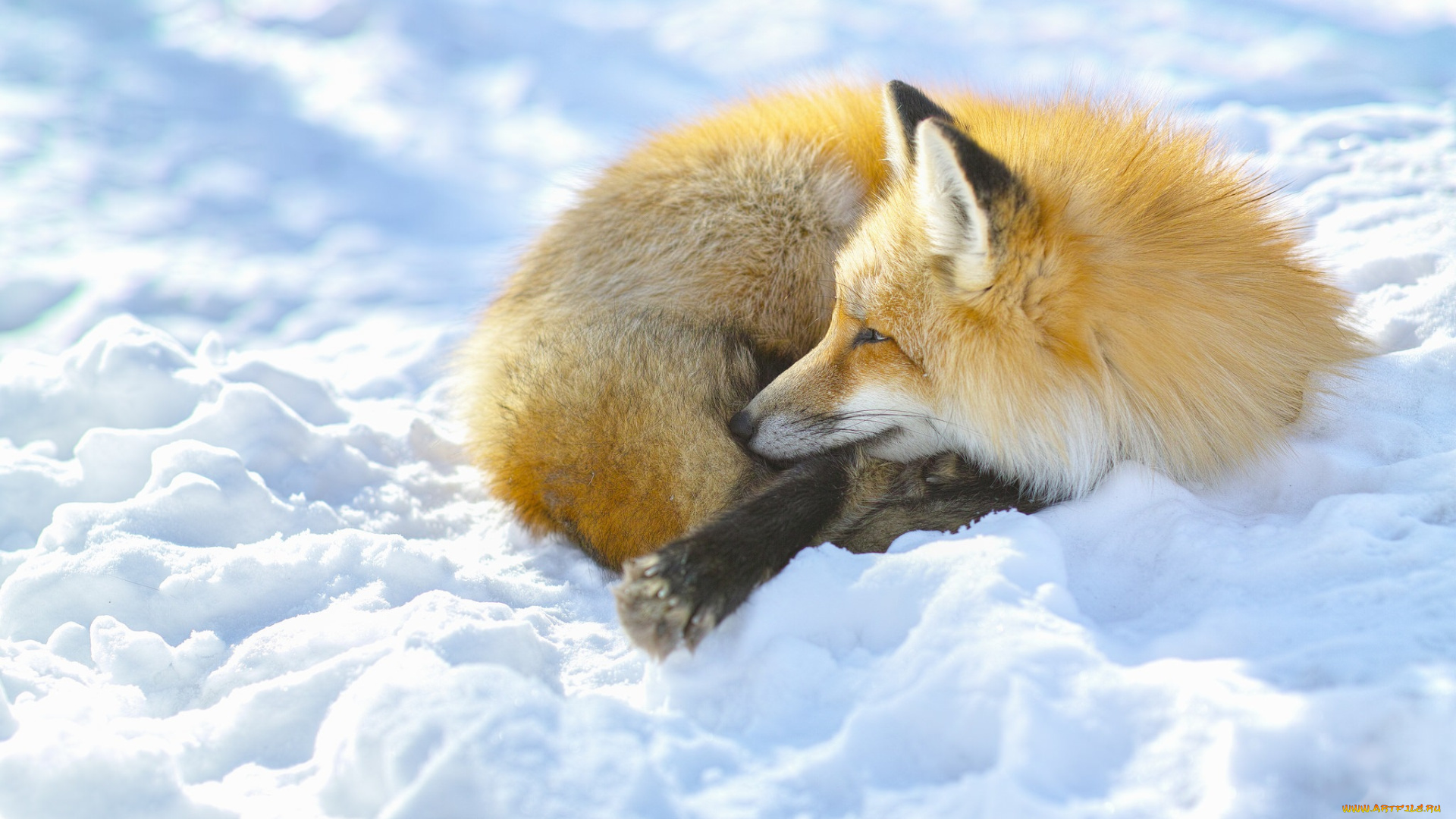 животные, лисы, снег, лиса, зима