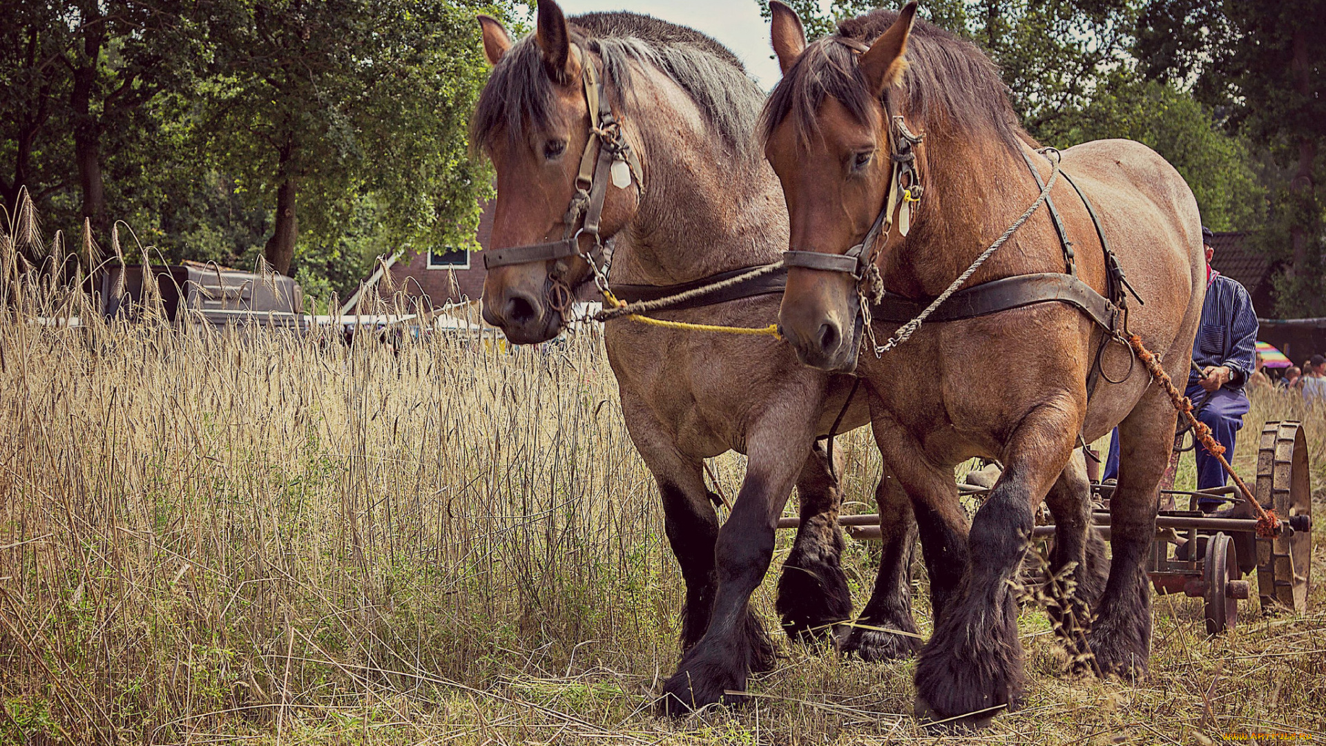 животные, лошади, упряжь