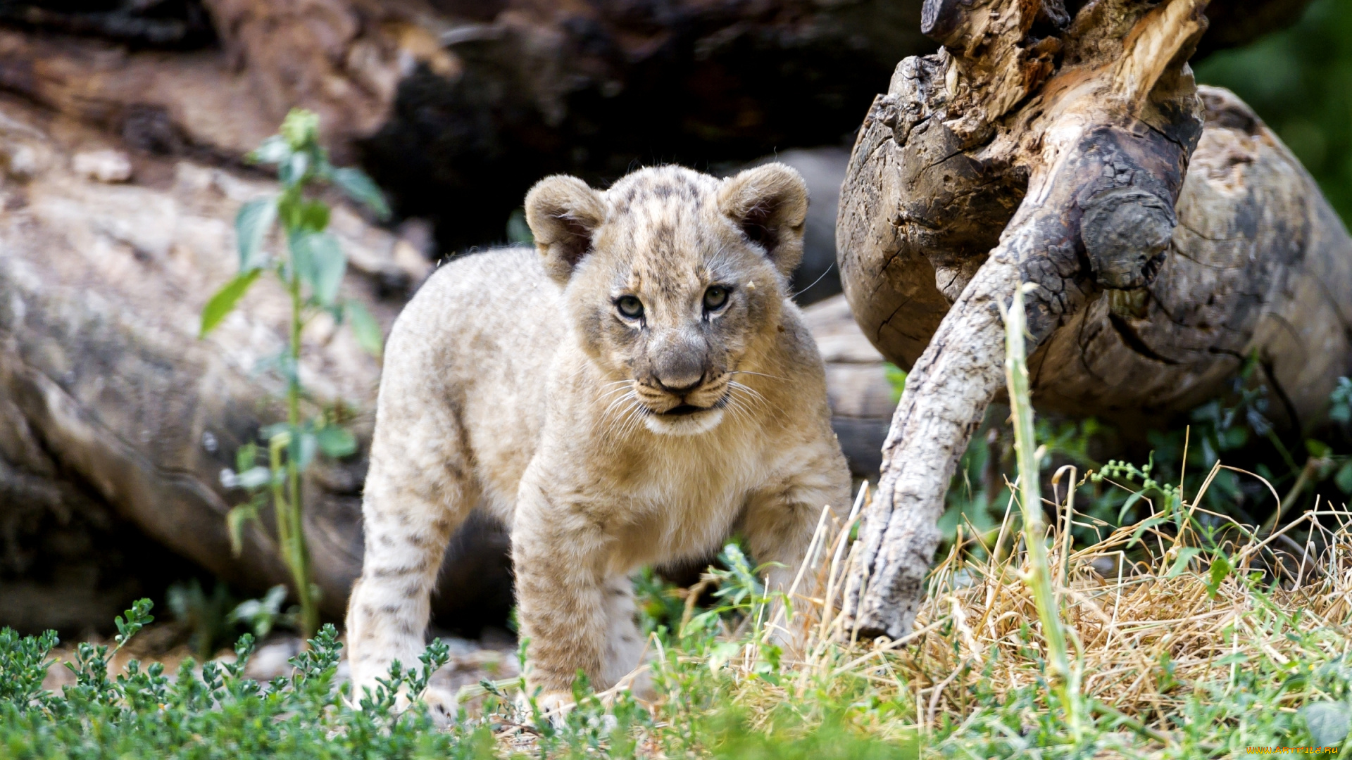 животные, львы, хищник, лев, львенок, милый, малыш