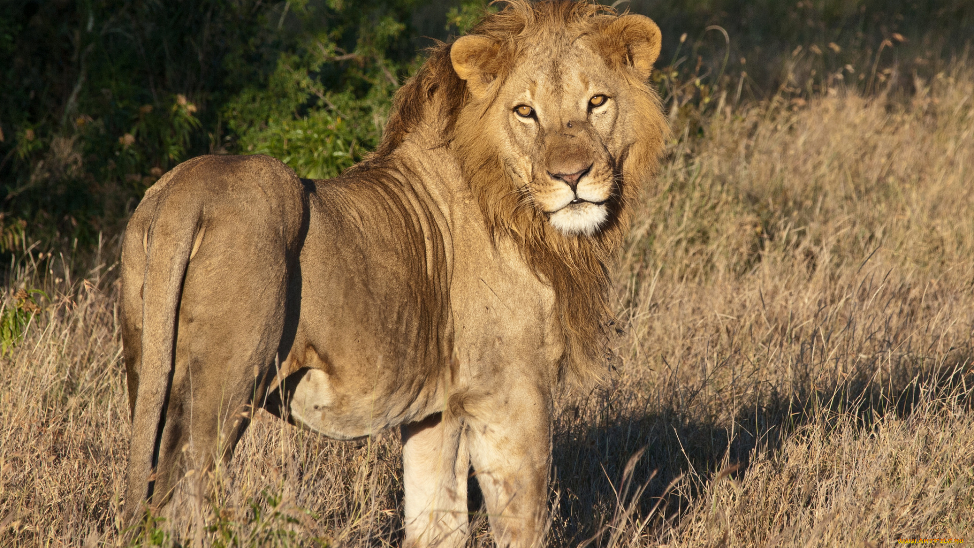 животные, львы, лев