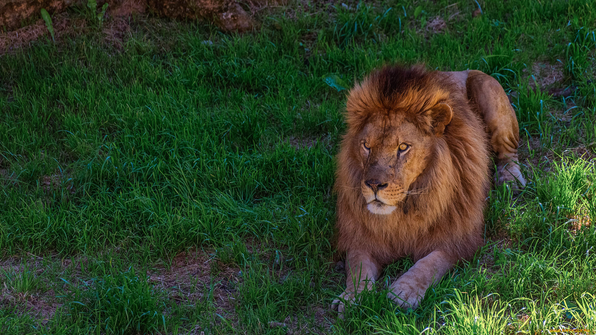 животные, львы, лев