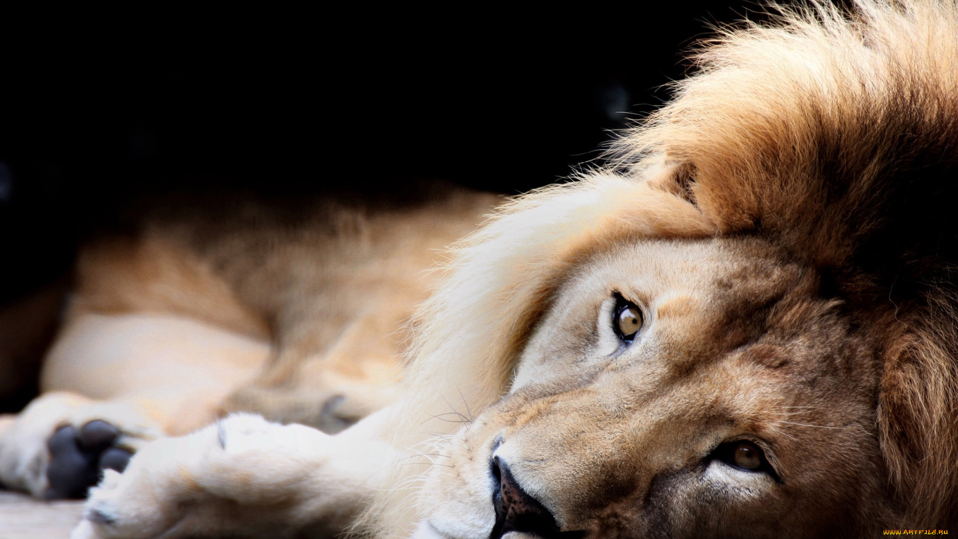 животные, львы, взгляд, фон, лев