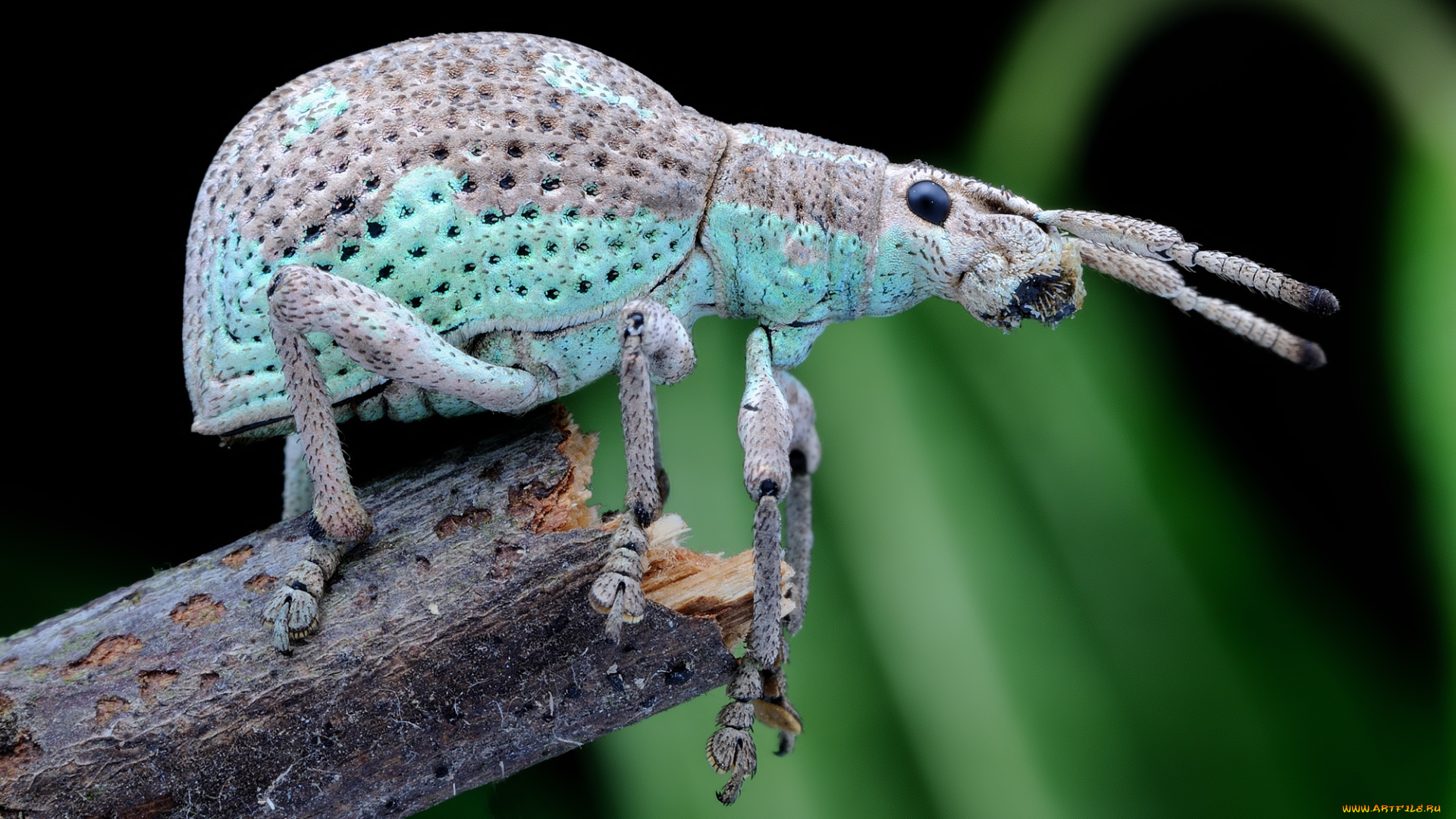 животные, насекомые, макро, травинка, зелёный, фон, жук