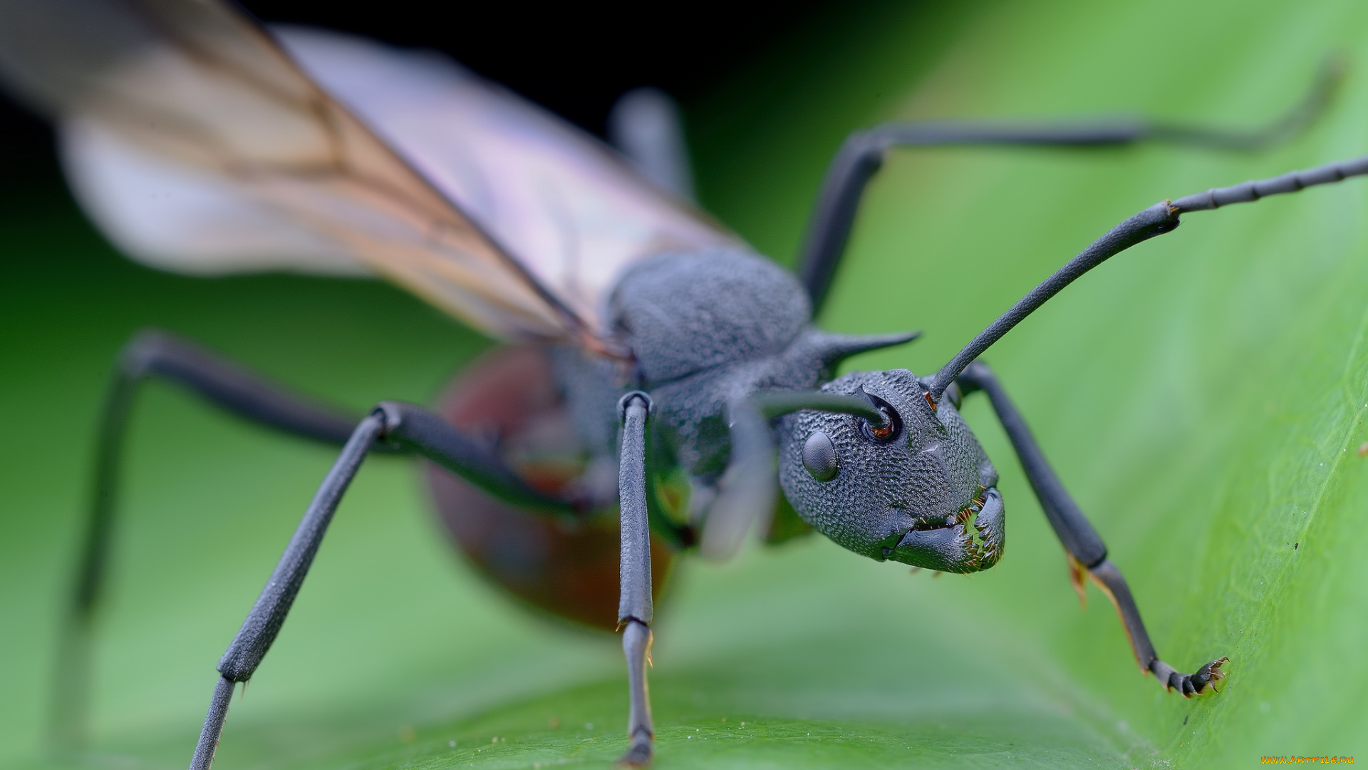 животные, насекомые, муравьиха, лист, макро