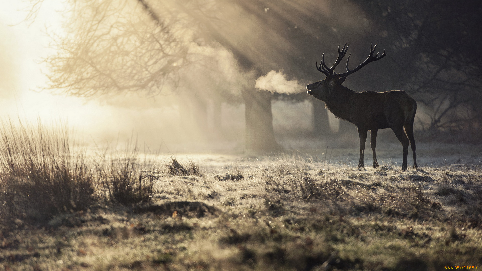 животные, олени, природа, утро, олень