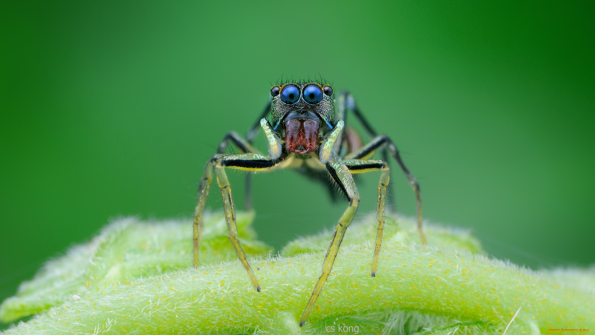 животные, пауки, джампер, глазки, лапки, паук, макро