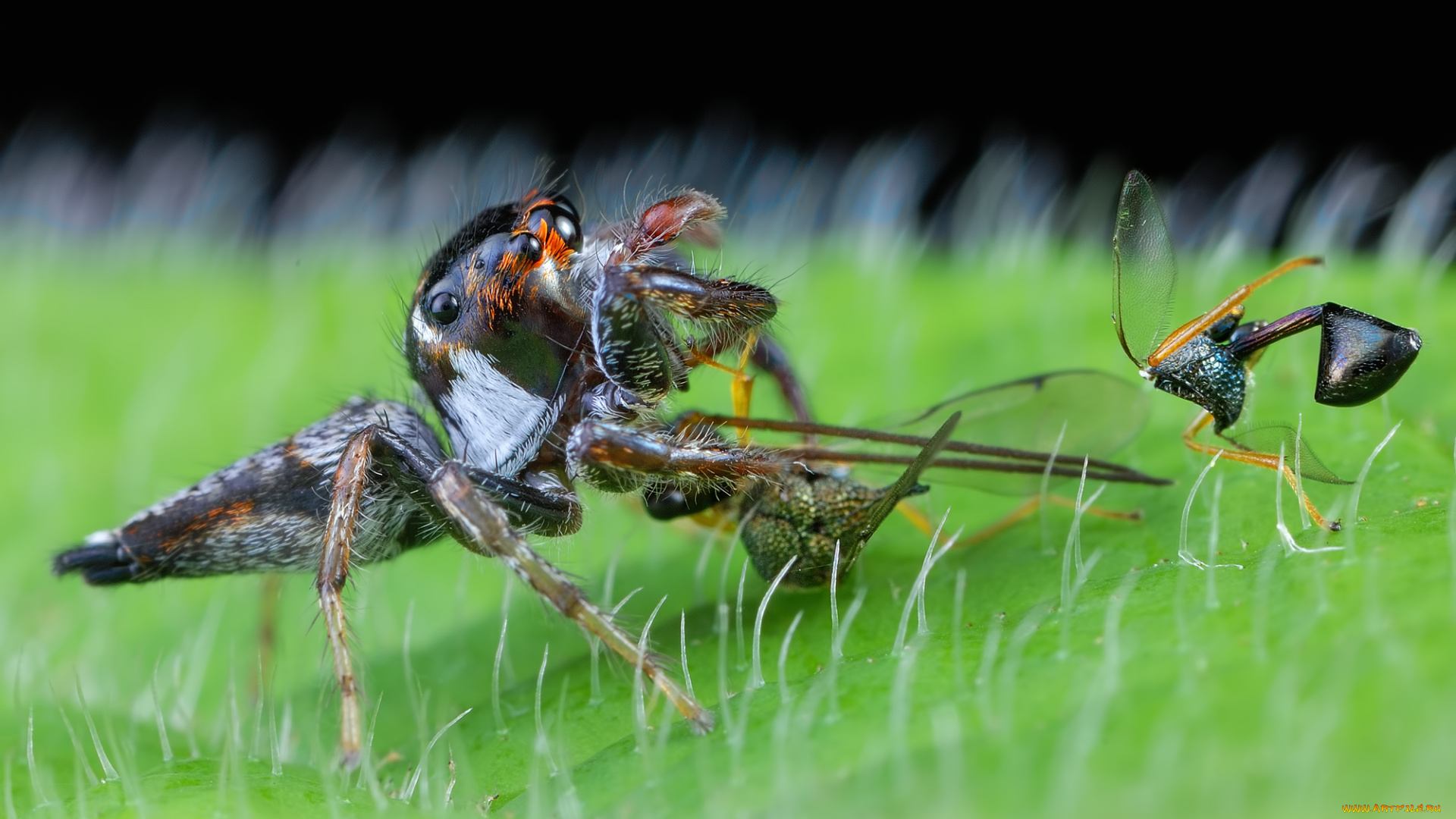 животные, пауки, макро, добыча, паук, лист