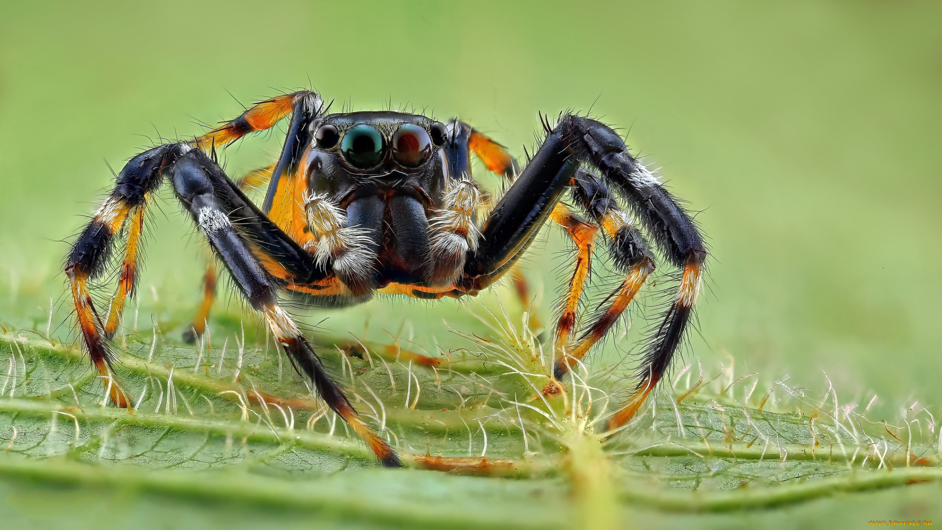 животные, пауки, паучок