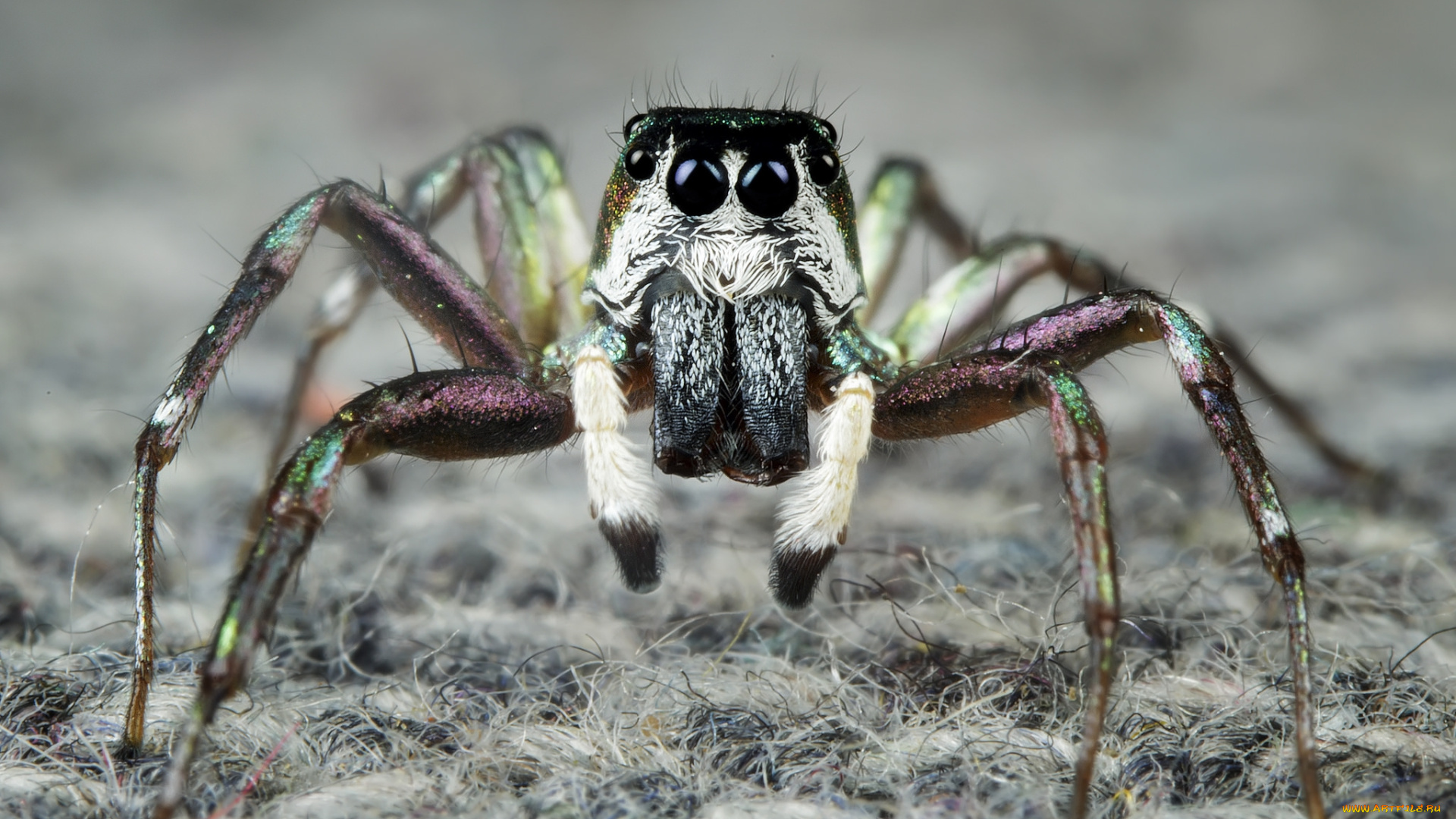 животные, пауки, паучок