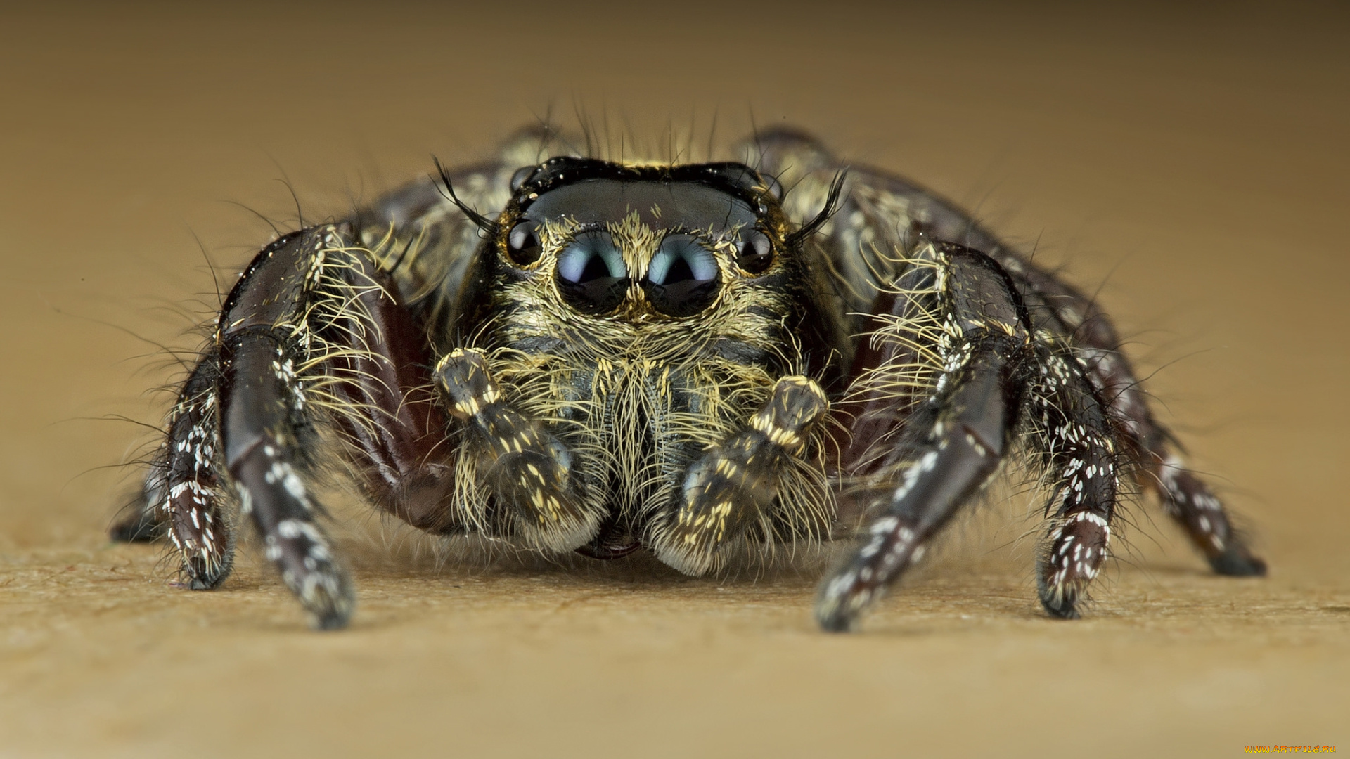 животные, пауки, паучок