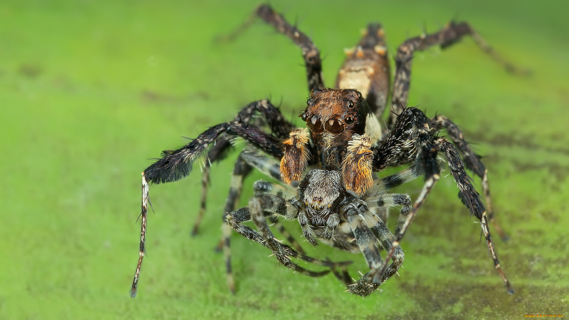 животные, пауки, паучок