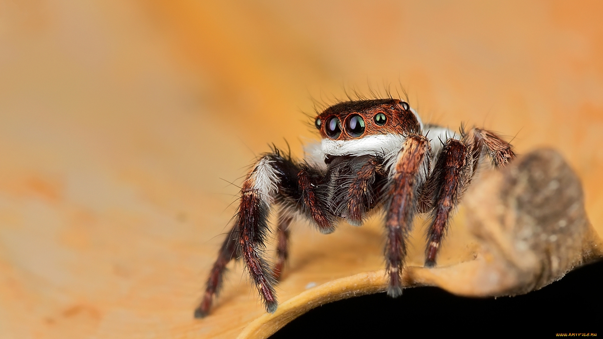 животные, пауки, паучок