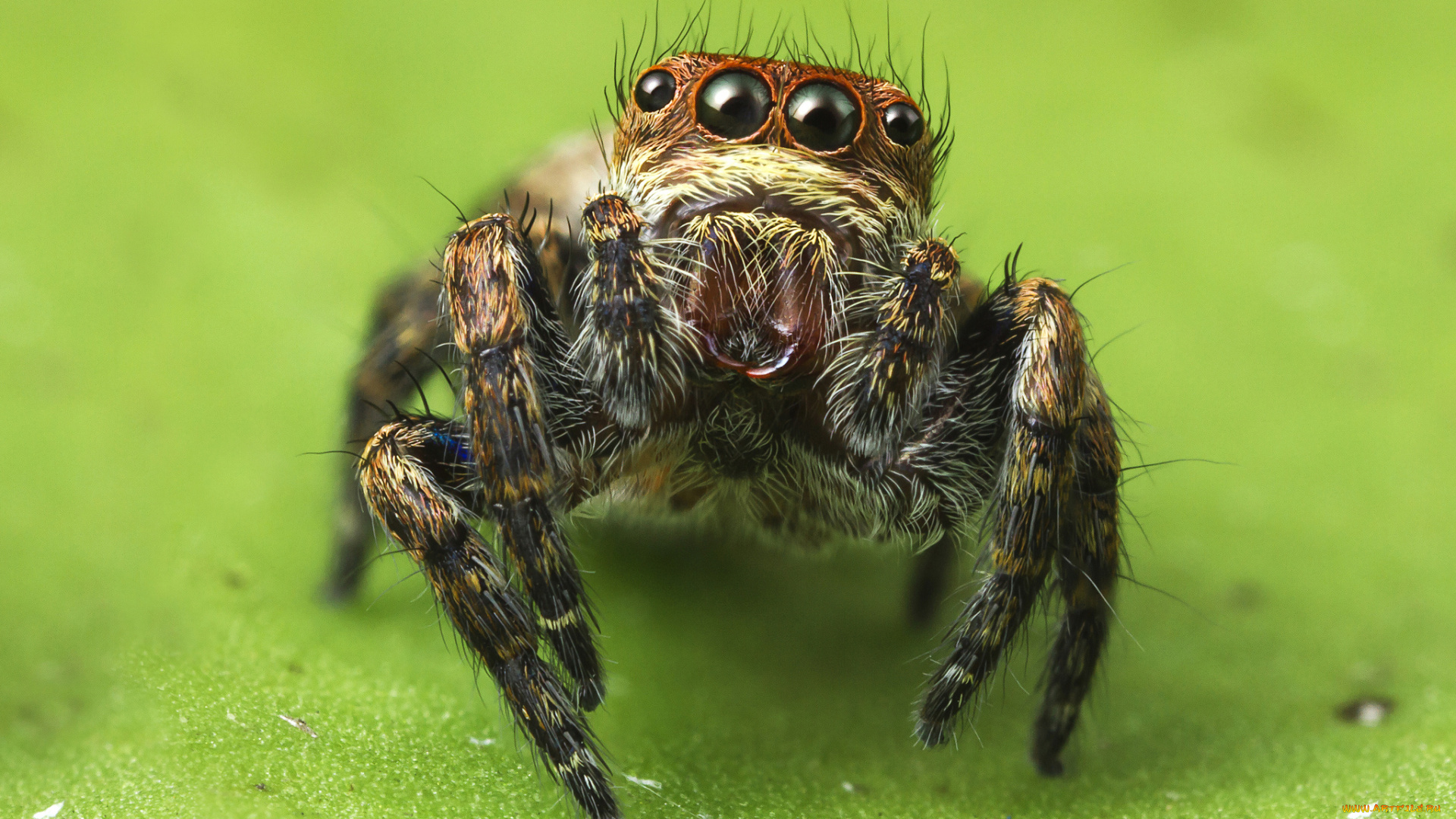 животные, пауки, паучок