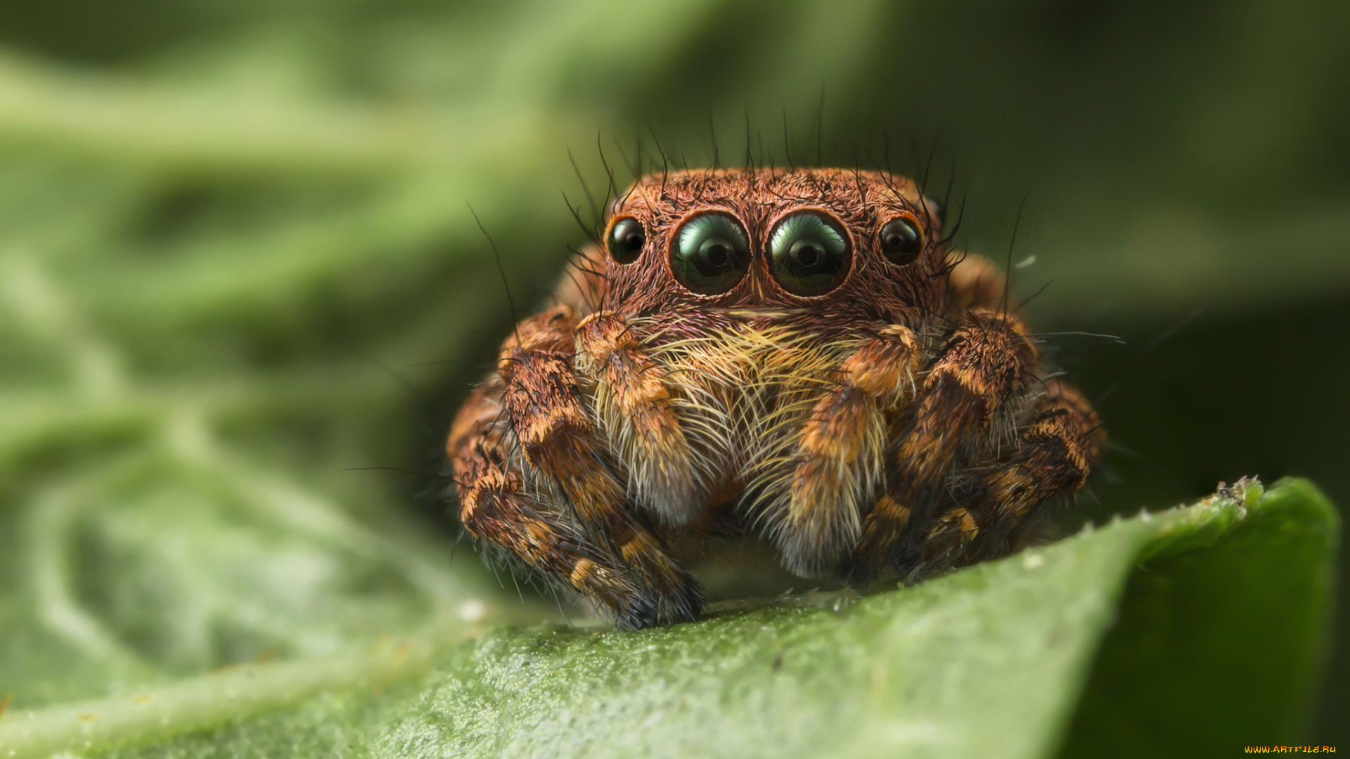 животные, пауки, паучок