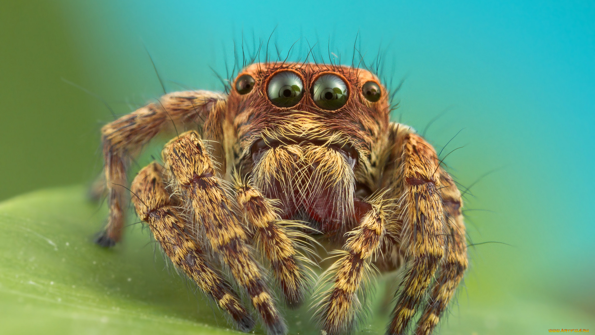 животные, пауки, паучок
