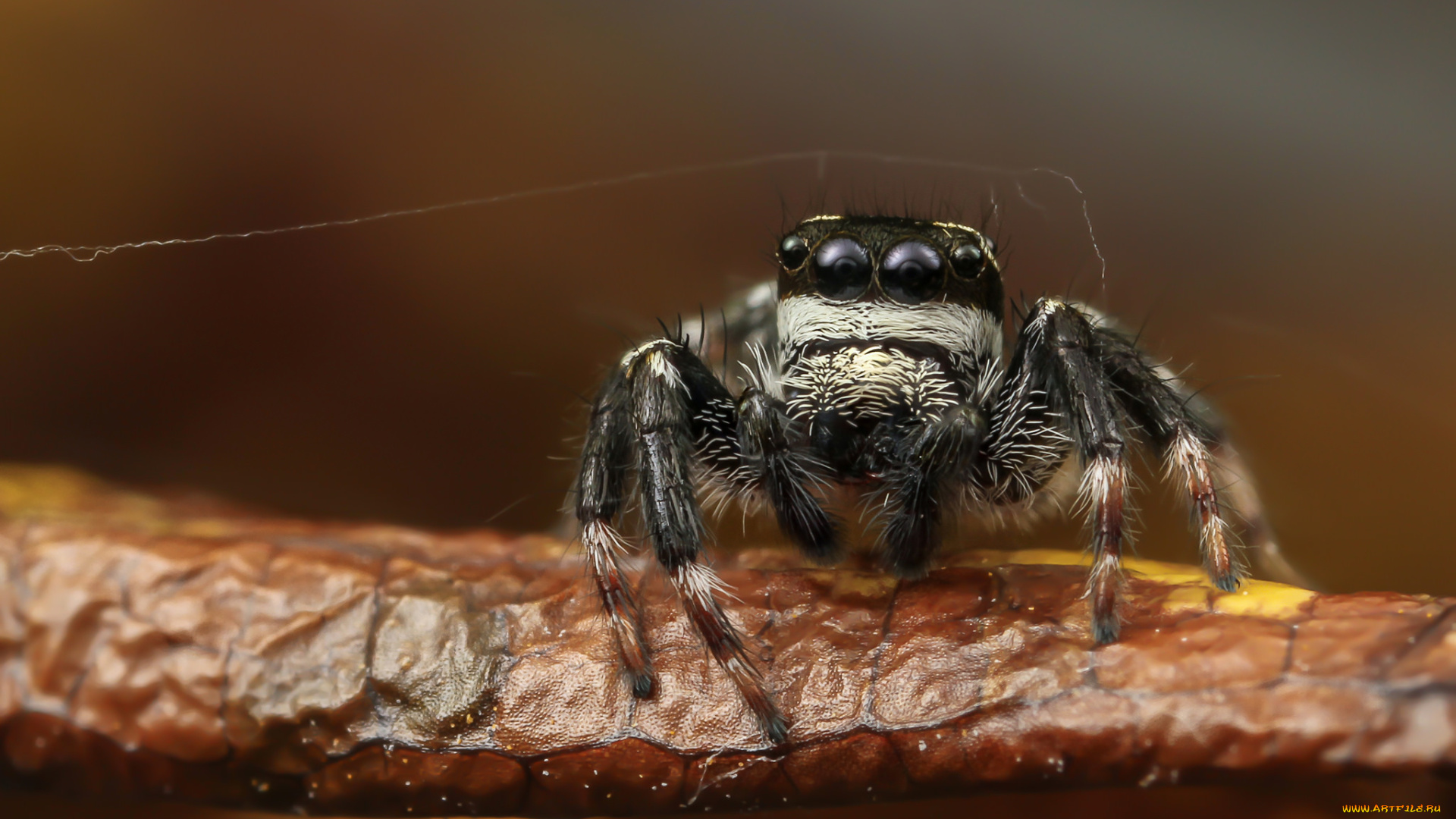 животные, пауки, паучок
