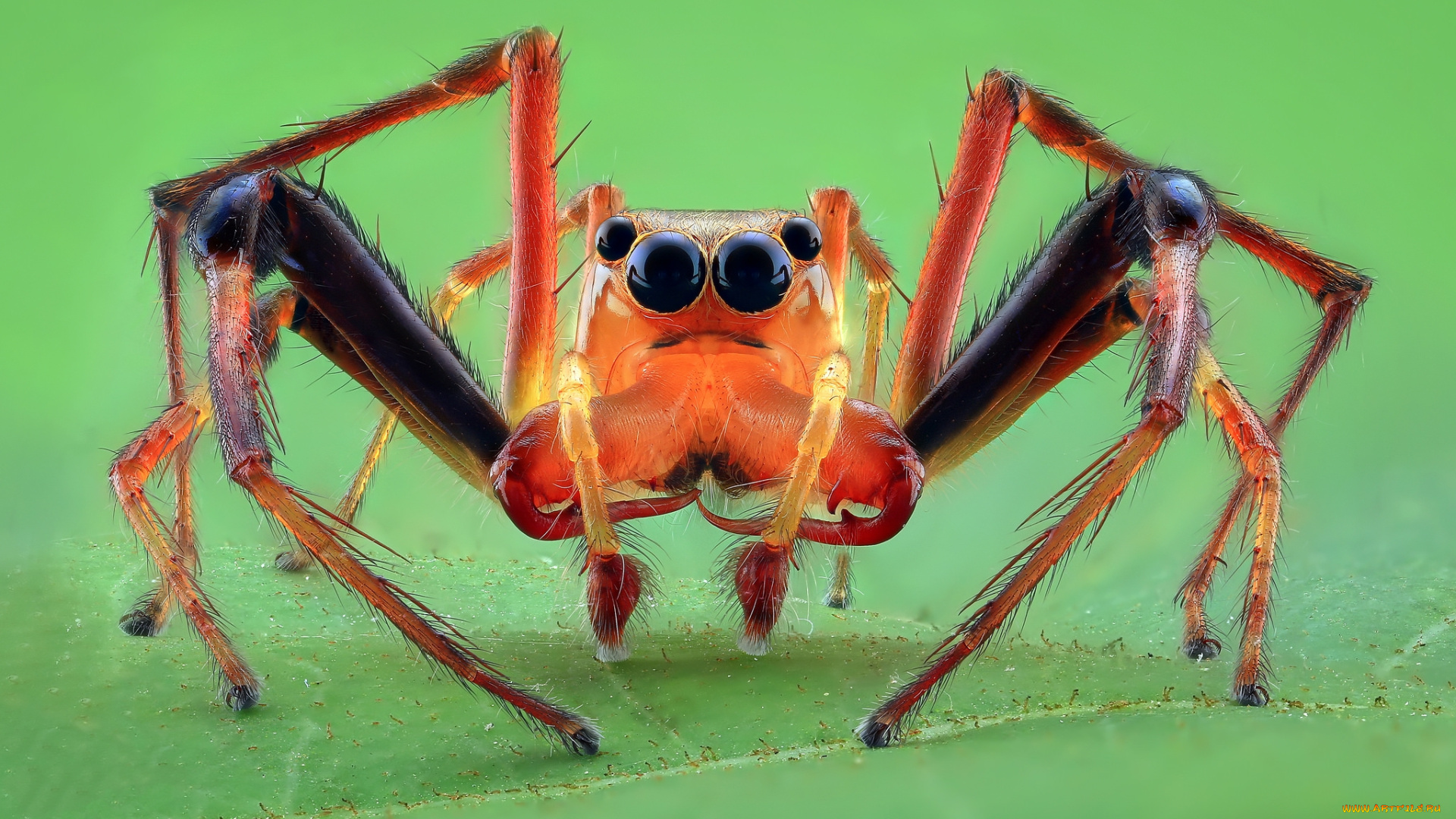 животные, пауки, паучок