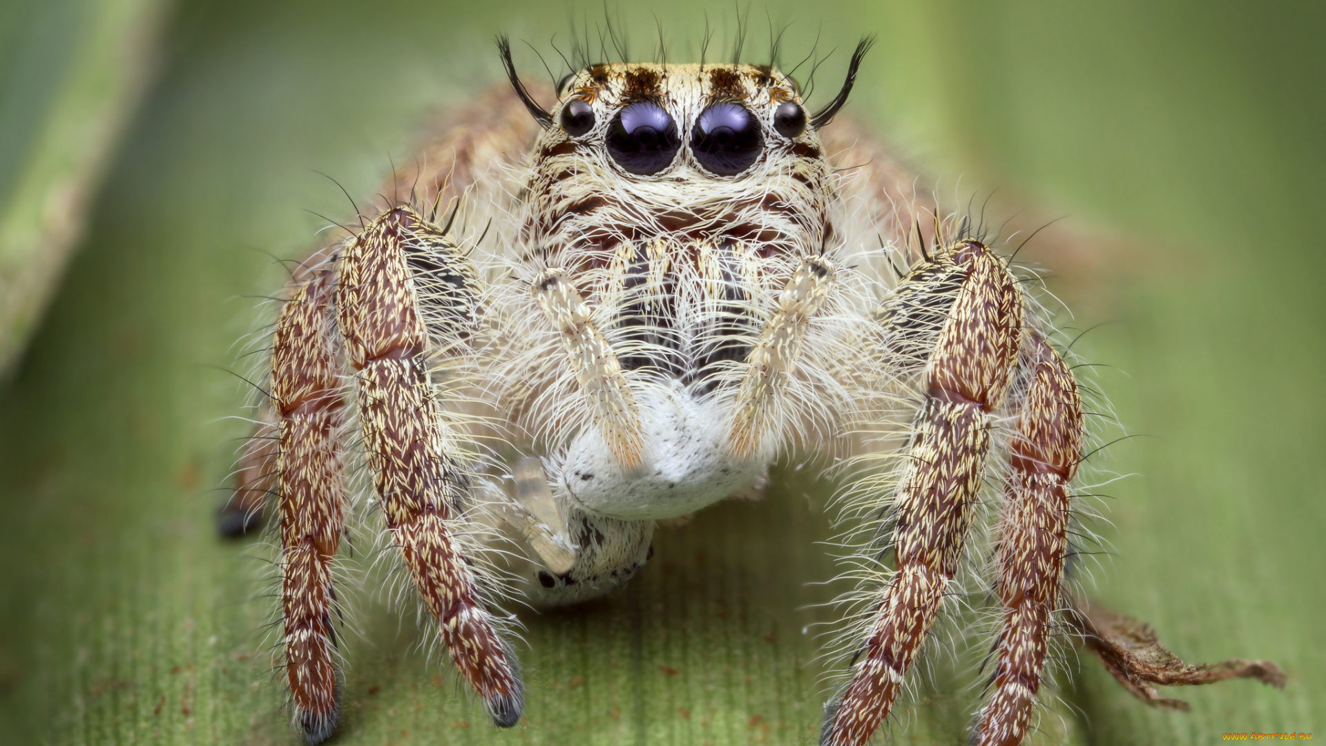животные, пауки, паучок
