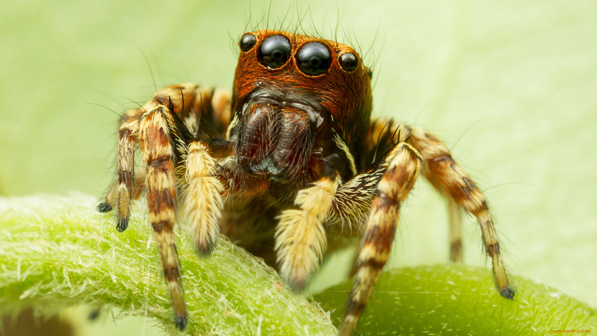животные, пауки, паучок