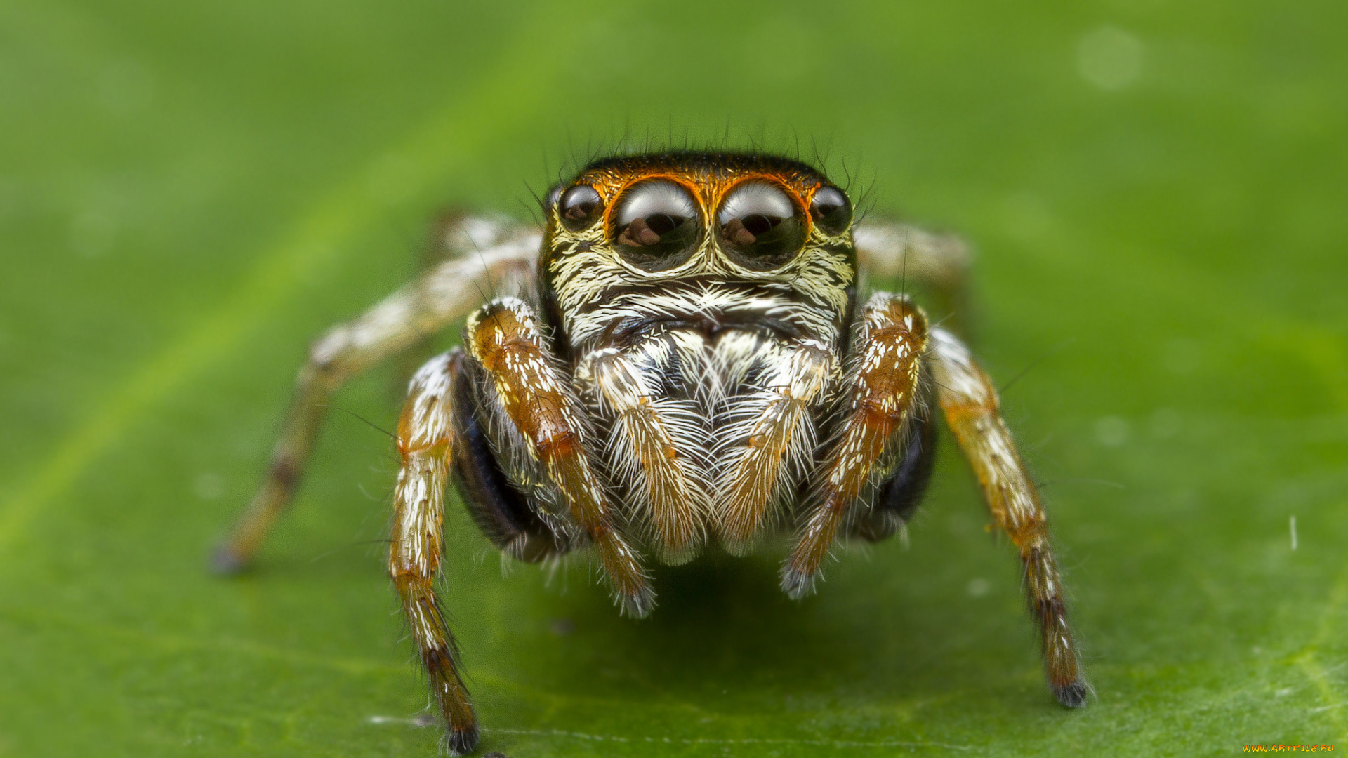 животные, пауки, паучок