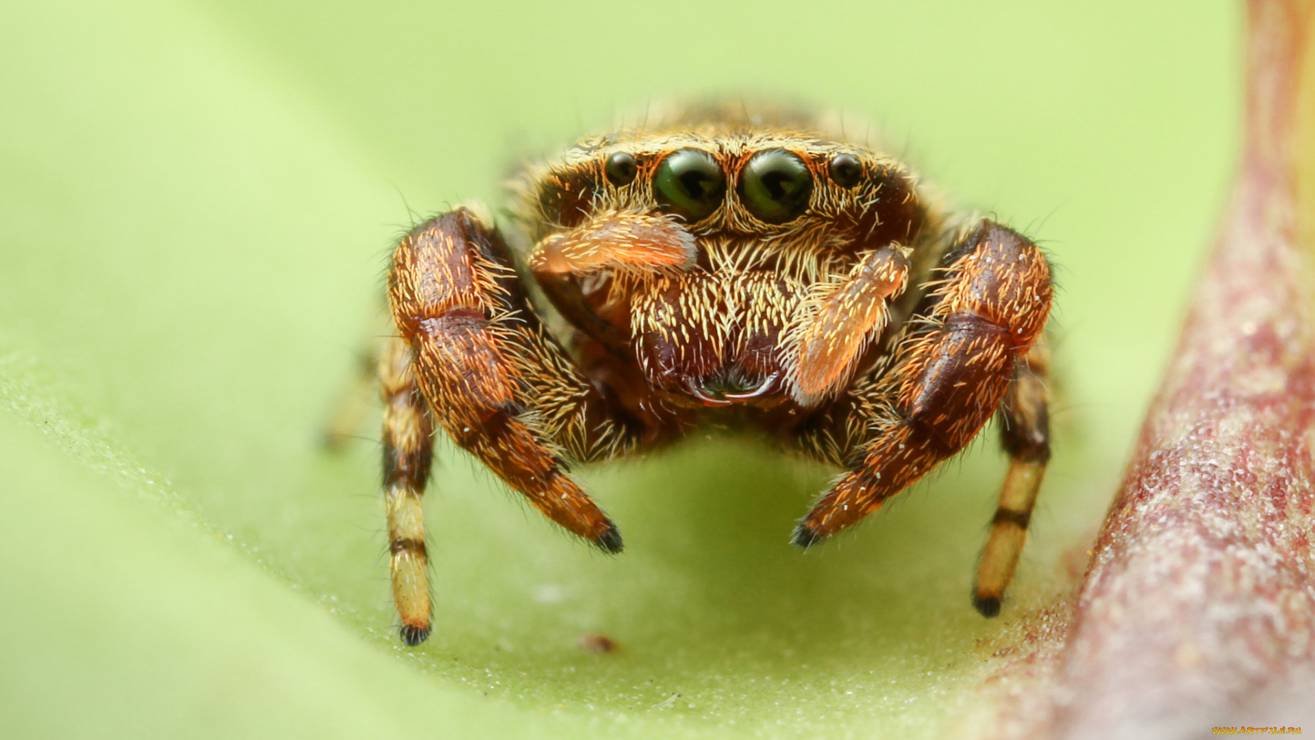 животные, пауки, паучок