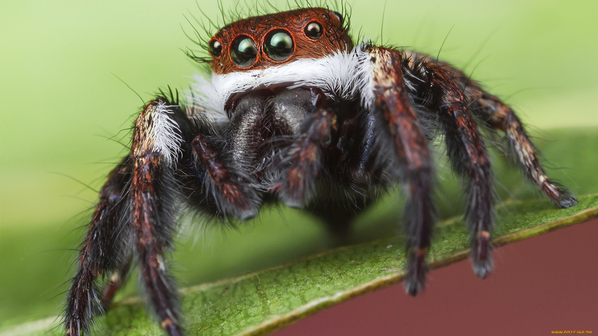 животные, пауки, паучок