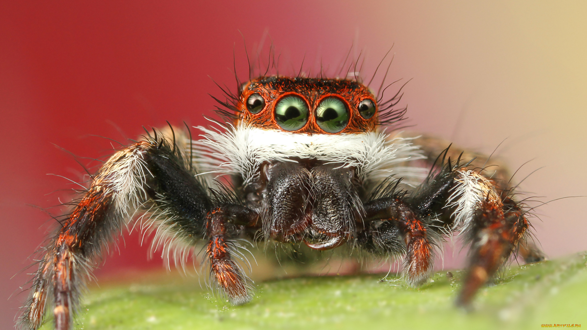 животные, пауки, паучок