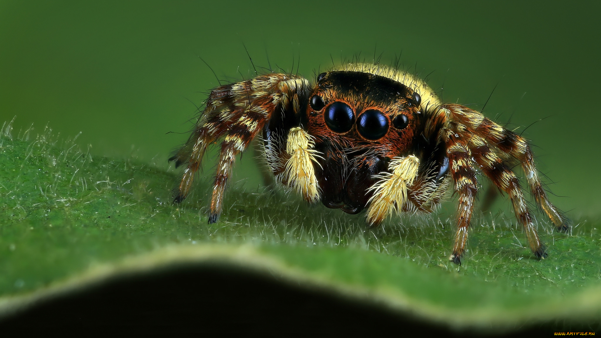 животные, пауки, паучок