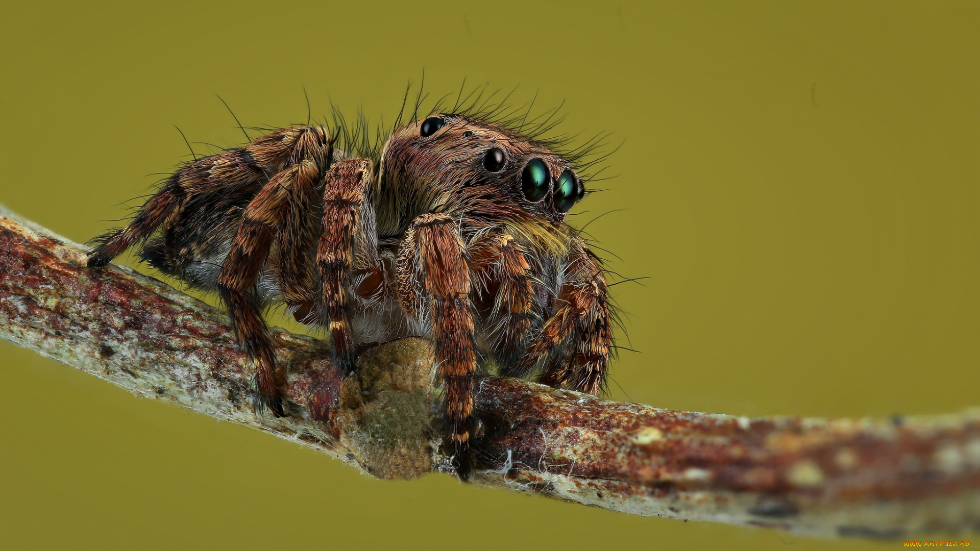 животные, пауки, паучок