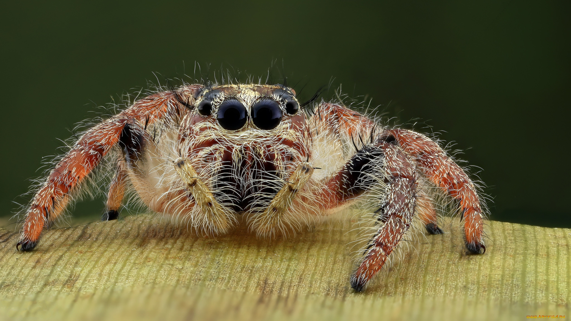 животные, пауки, паучок